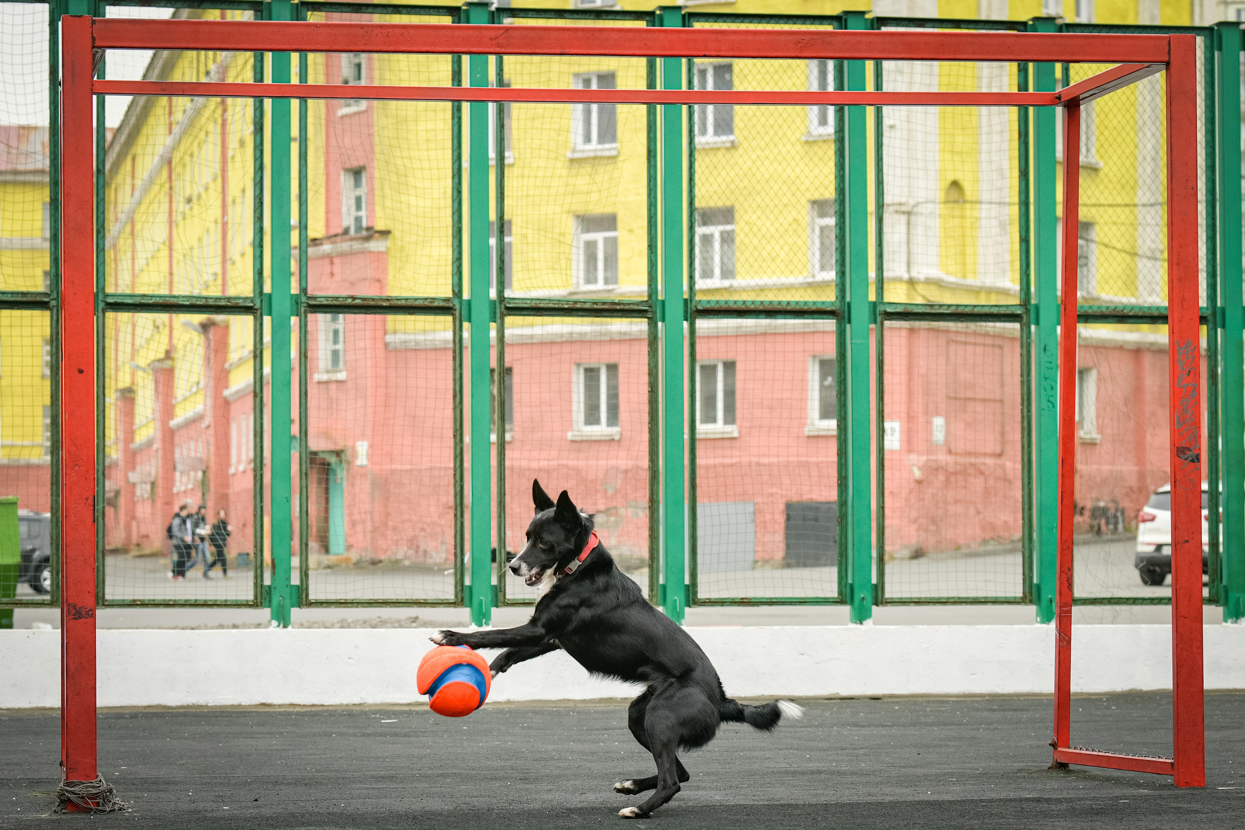 Бордер-колли Семён. Свой взгляд через объектив