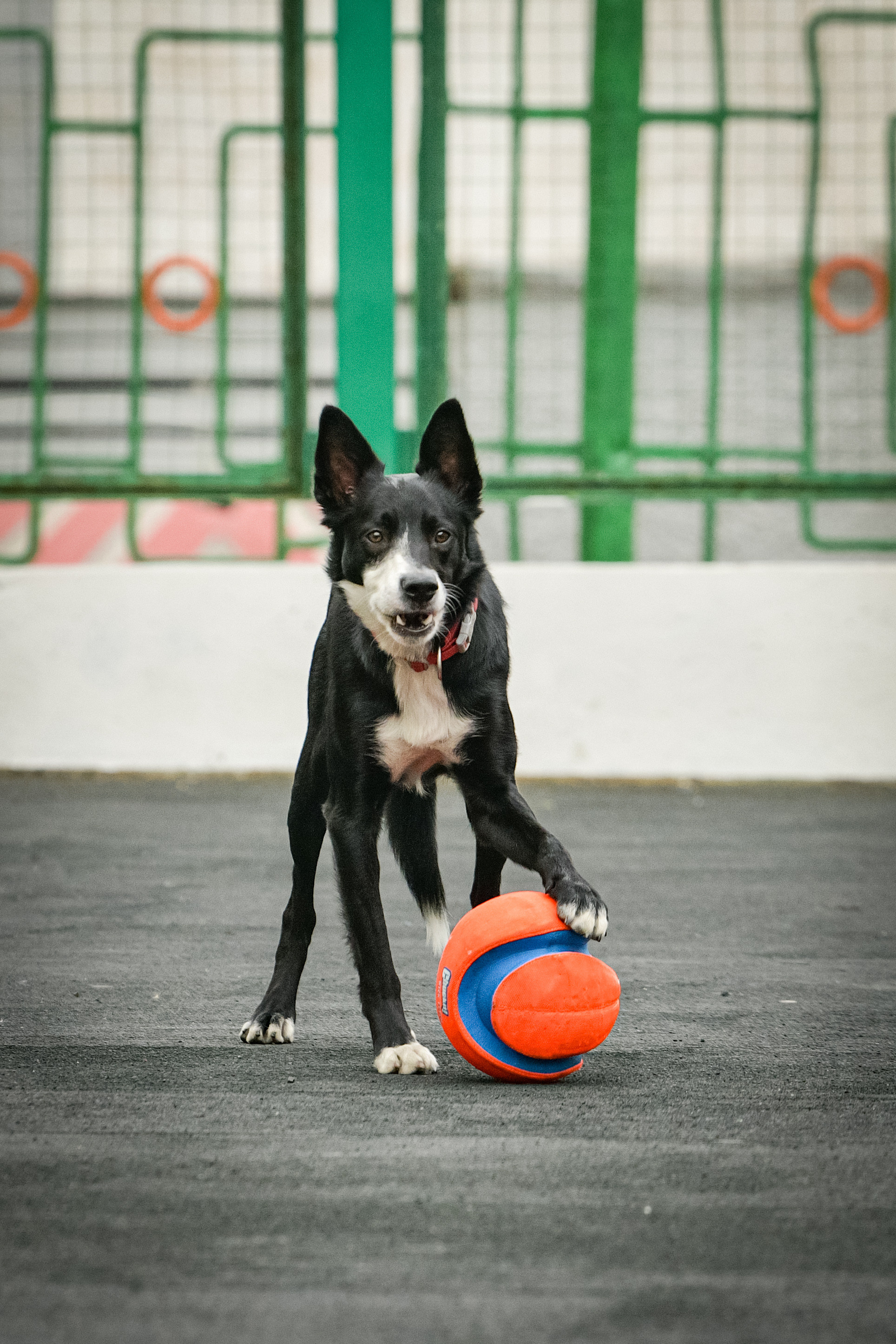 Бордер-колли Семён. Свой взгляд через объектив