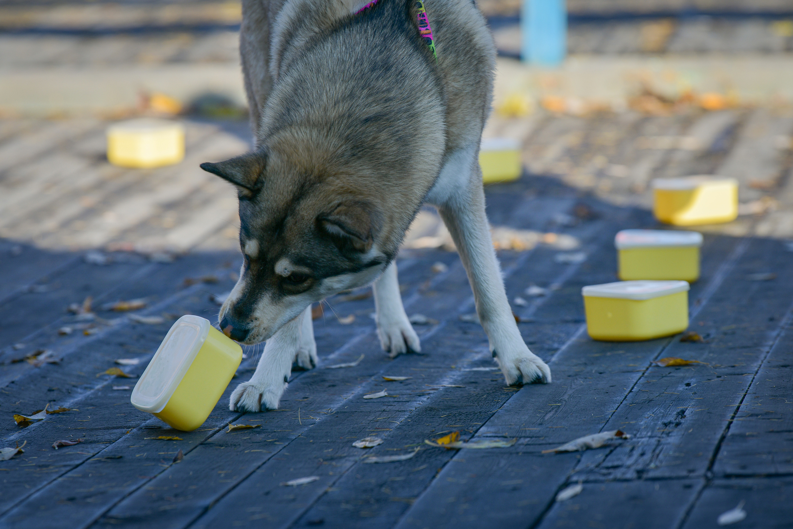 Ноузворк 17 сентября 2023. Свой взгляд через объектив