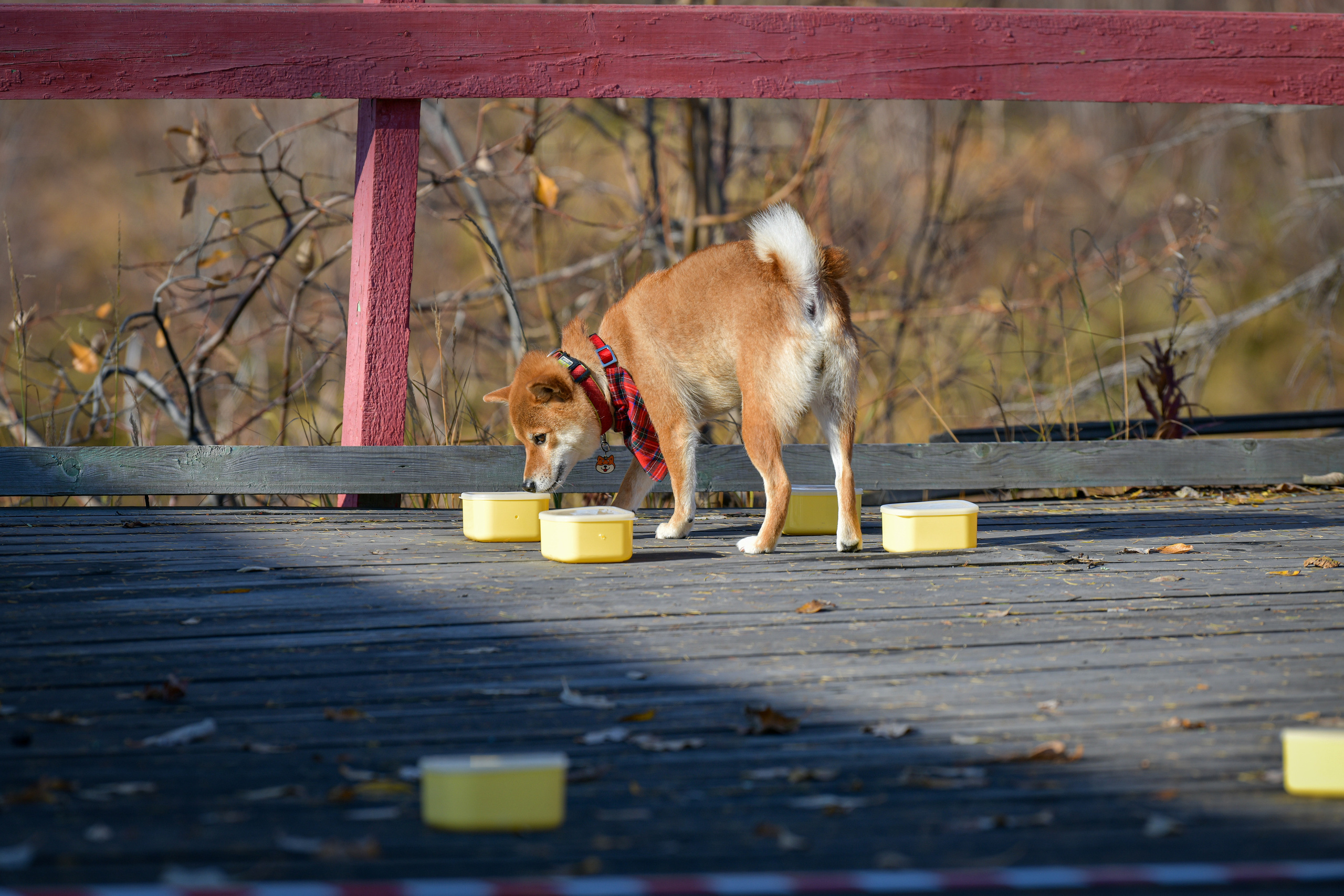Ноузворк 17 сентября 2023. Свой взгляд через объектив