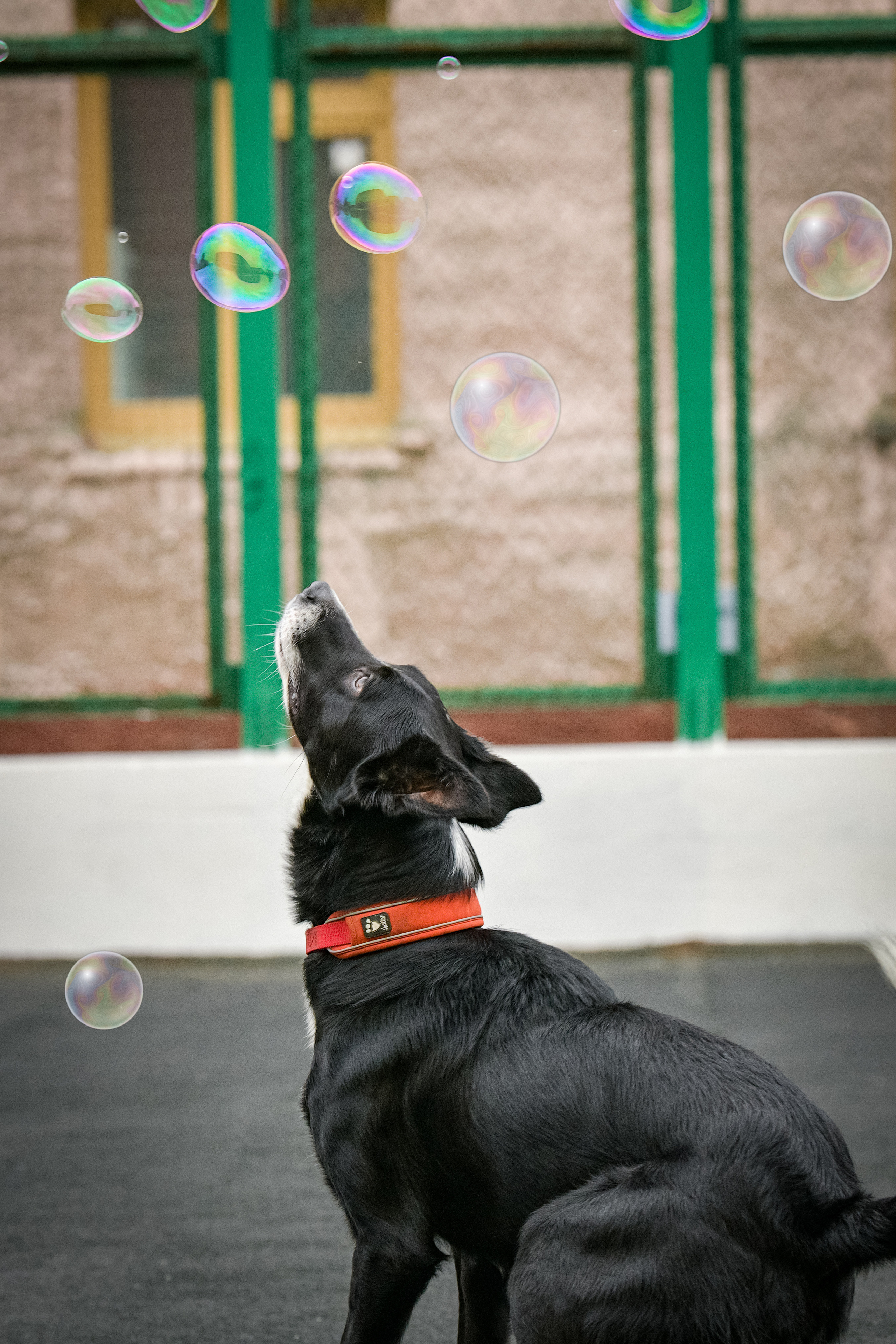 Бордер-колли Семён. Свой взгляд через объектив