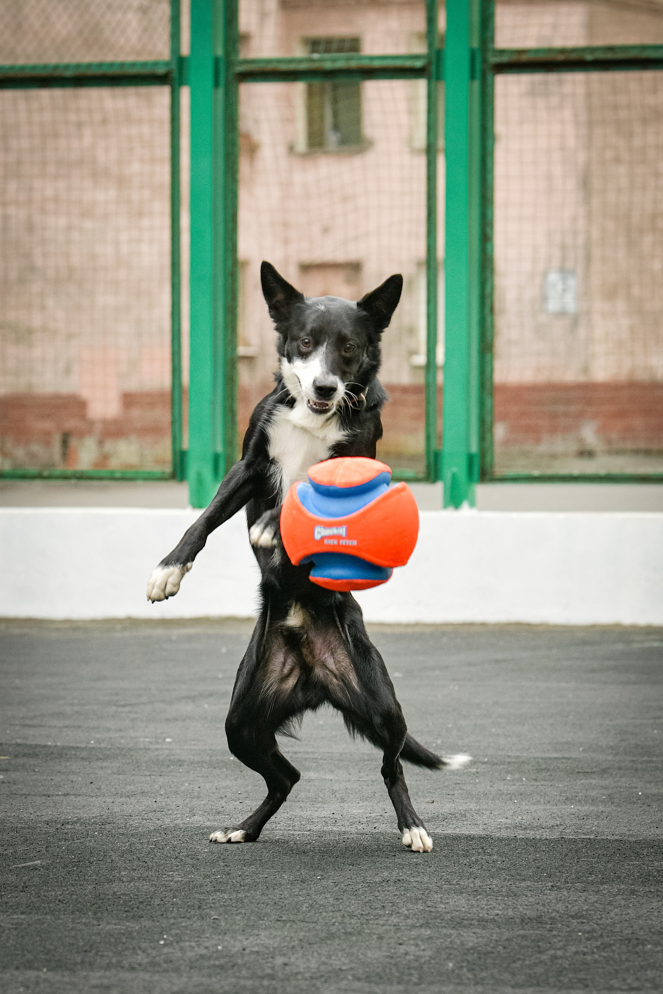 Бордер-колли Семён. Свой взгляд через объектив