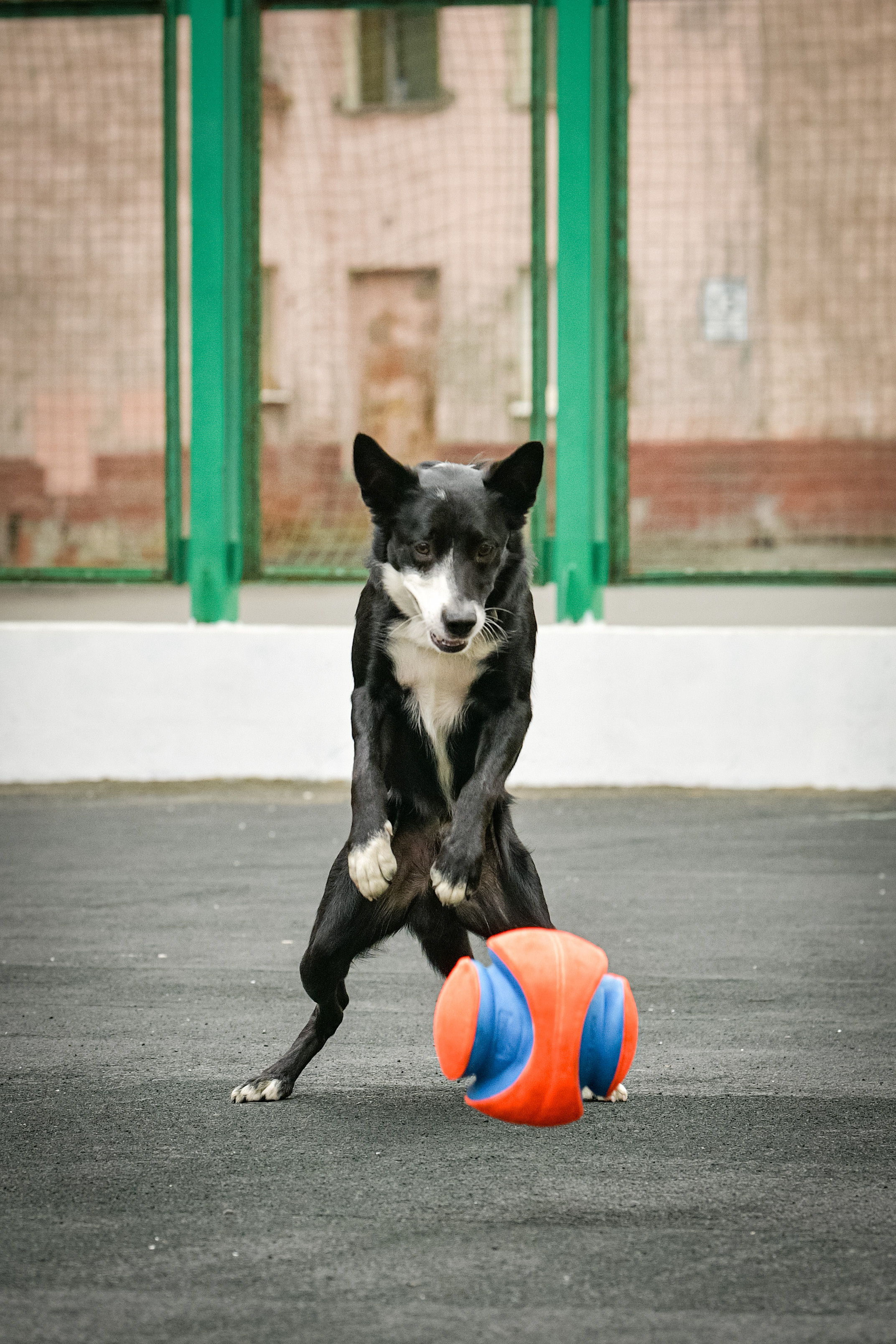 Бордер-колли Семён. Свой взгляд через объектив