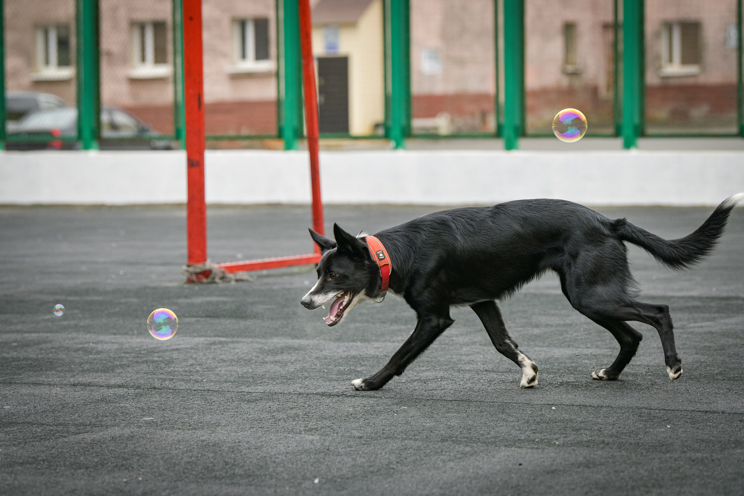 Бордер-колли Семён. Свой взгляд через объектив