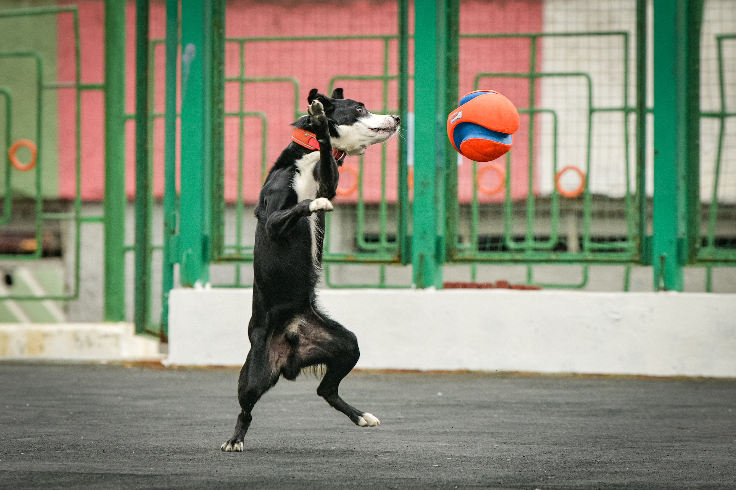 Бордер-колли Семён. Свой взгляд через объектив
