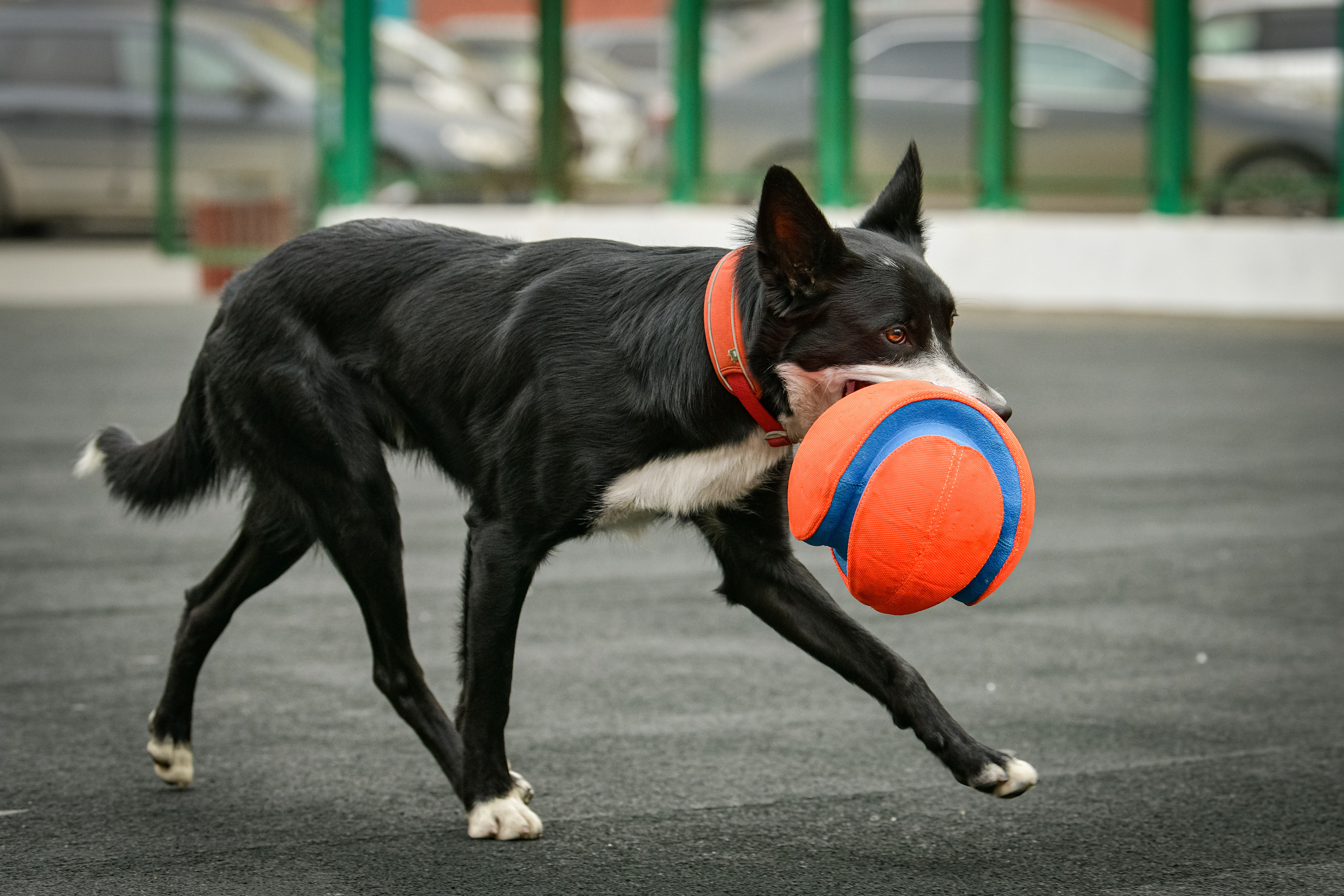 Бордер-колли Семён. Свой взгляд через объектив
