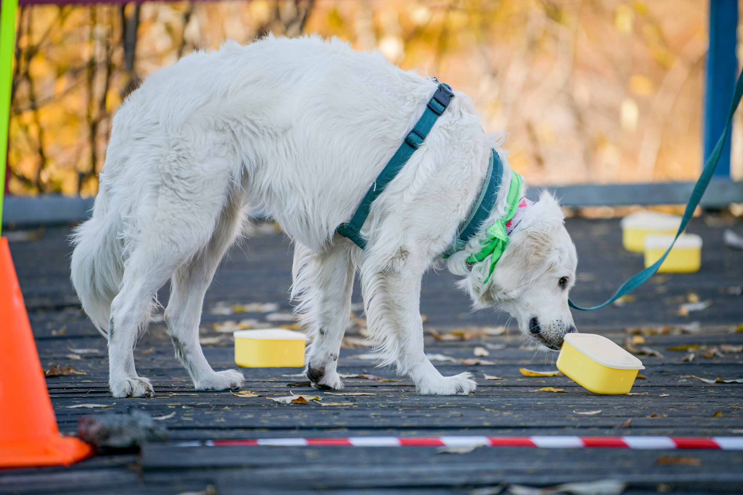 Ноузворк 17 сентября 2023. Свой взгляд через объектив