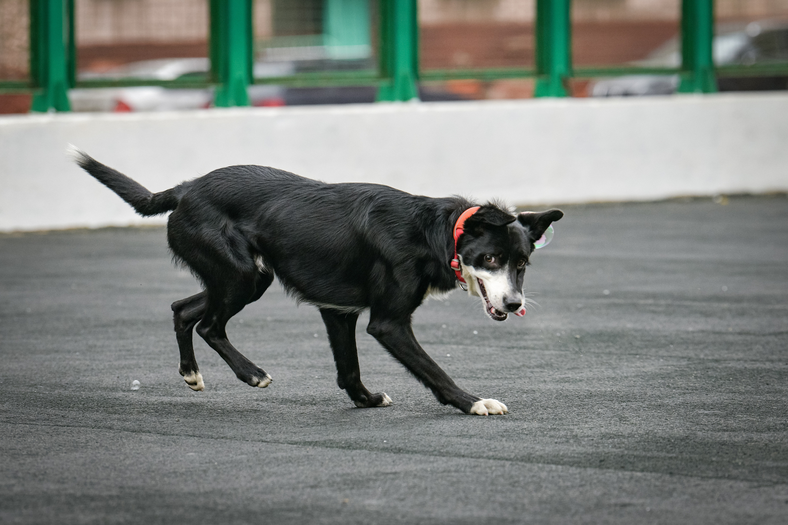 Бордер-колли Семён. Свой взгляд через объектив