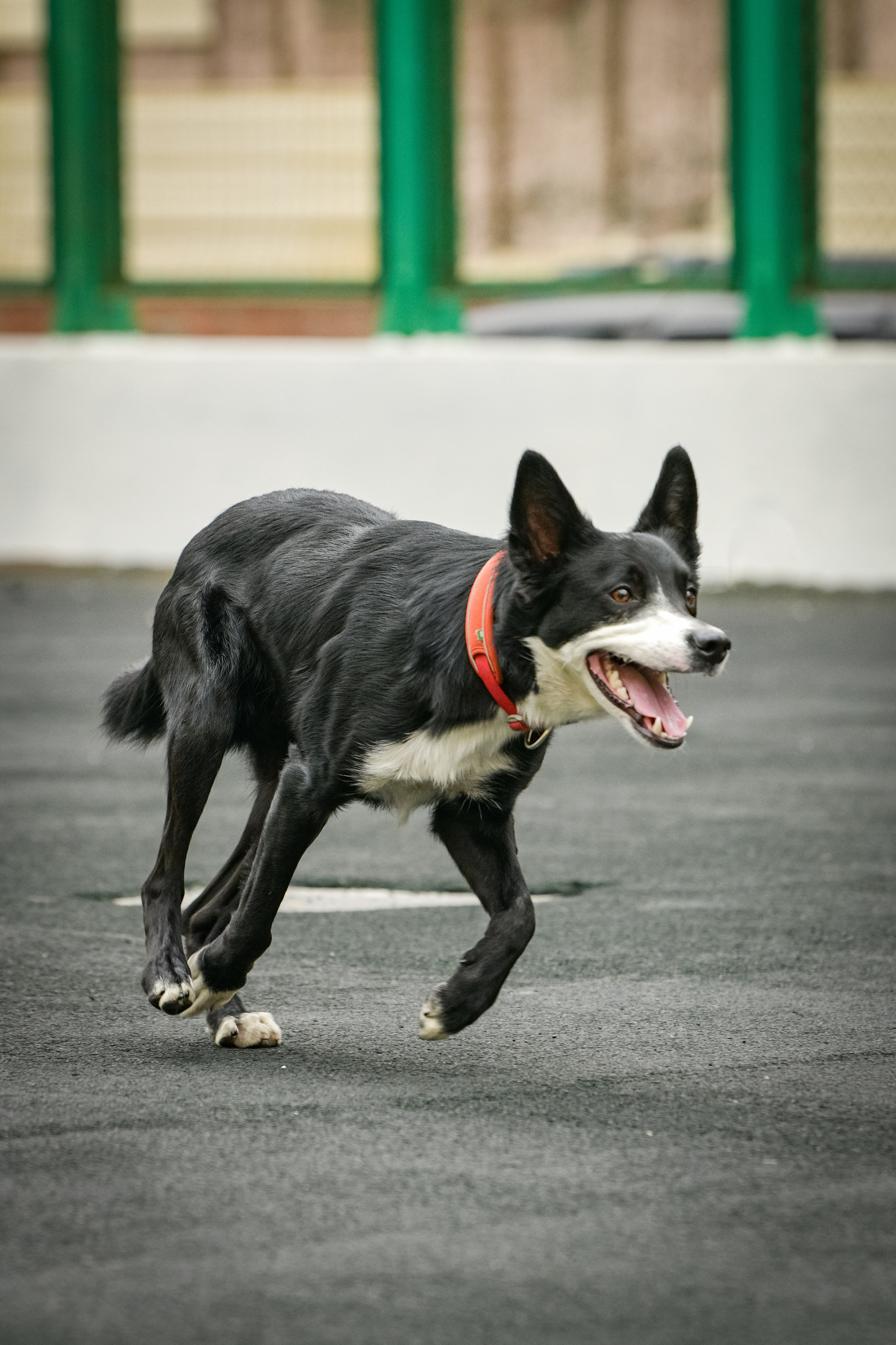 Бордер-колли Семён. Свой взгляд через объектив
