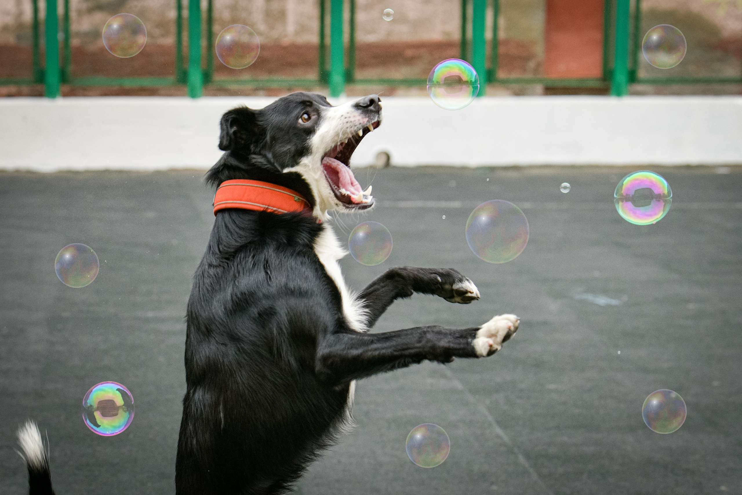 Бордер-колли Семён. Свой взгляд через объектив