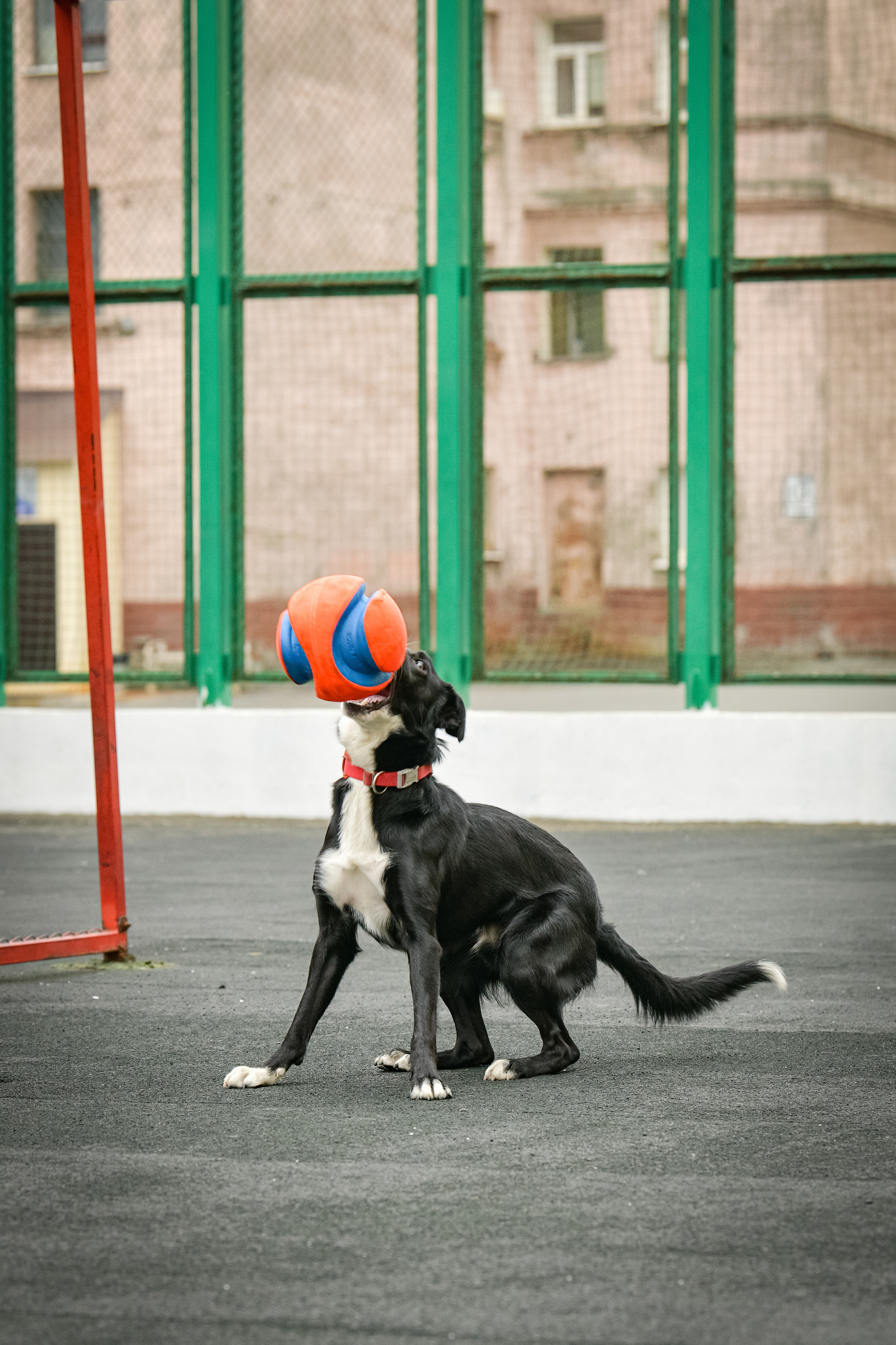 Бордер-колли Семён. Свой взгляд через объектив