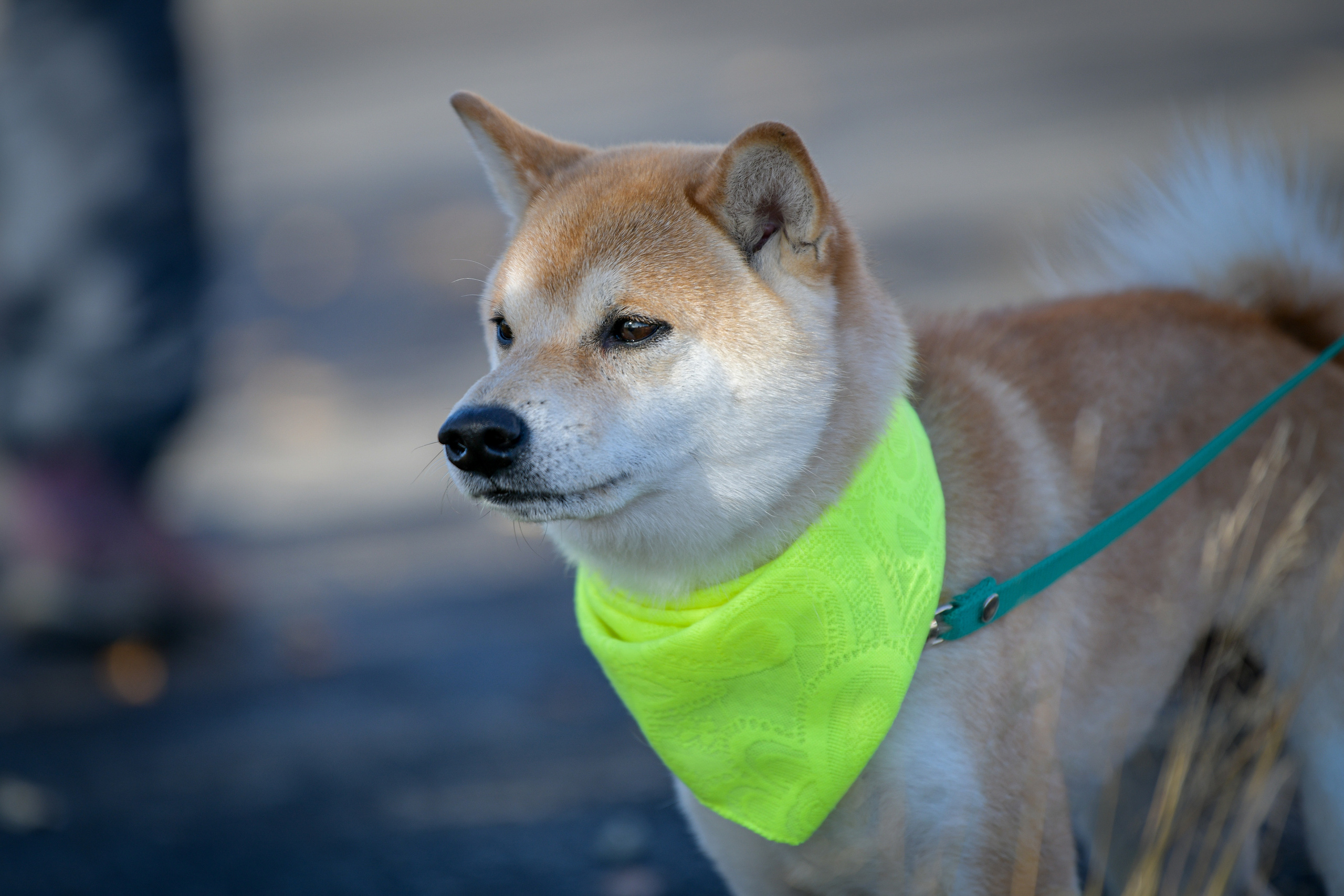 Ноузворк 17 сентября 2023. Свой взгляд через объектив