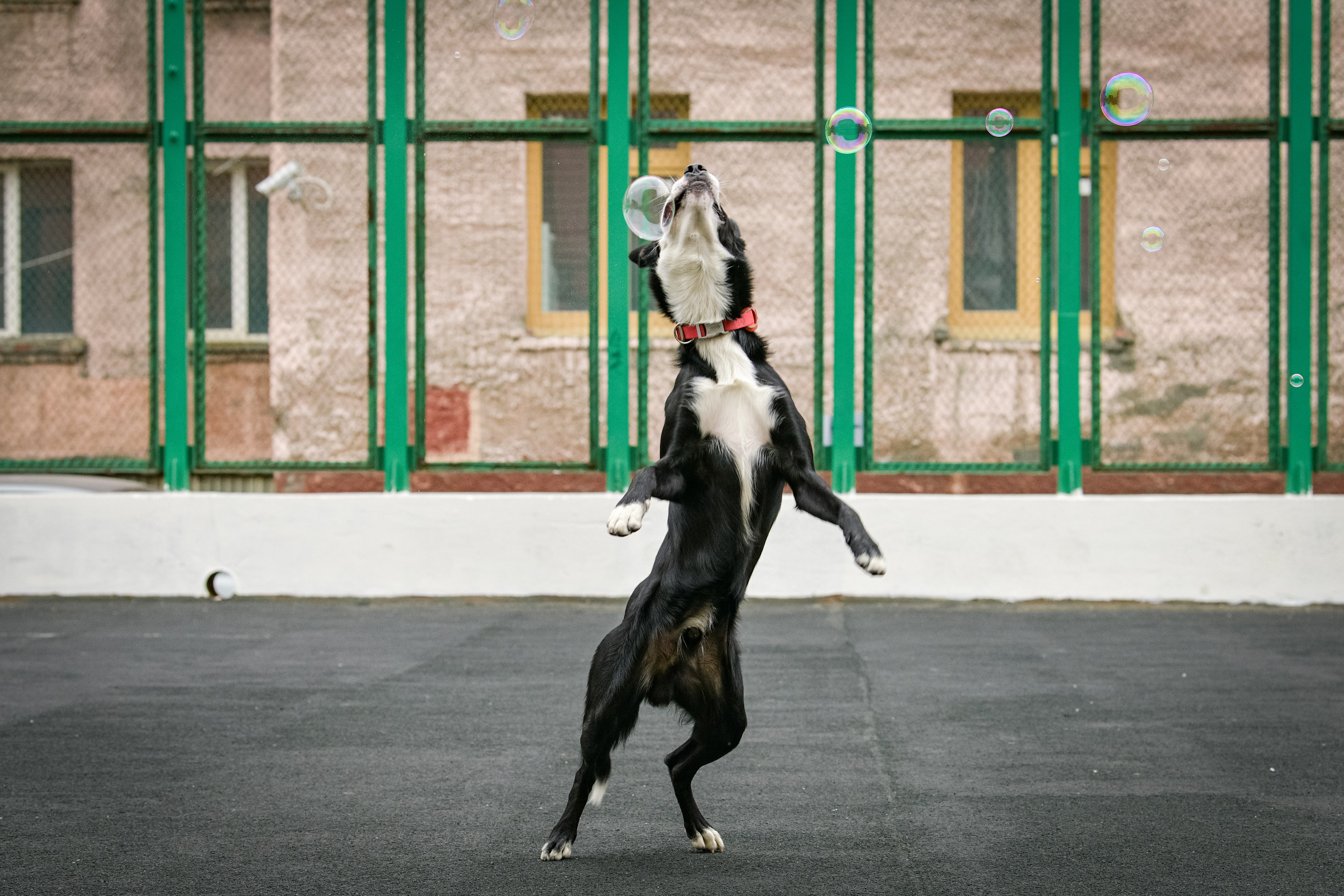 Бордер-колли Семён. Свой взгляд через объектив