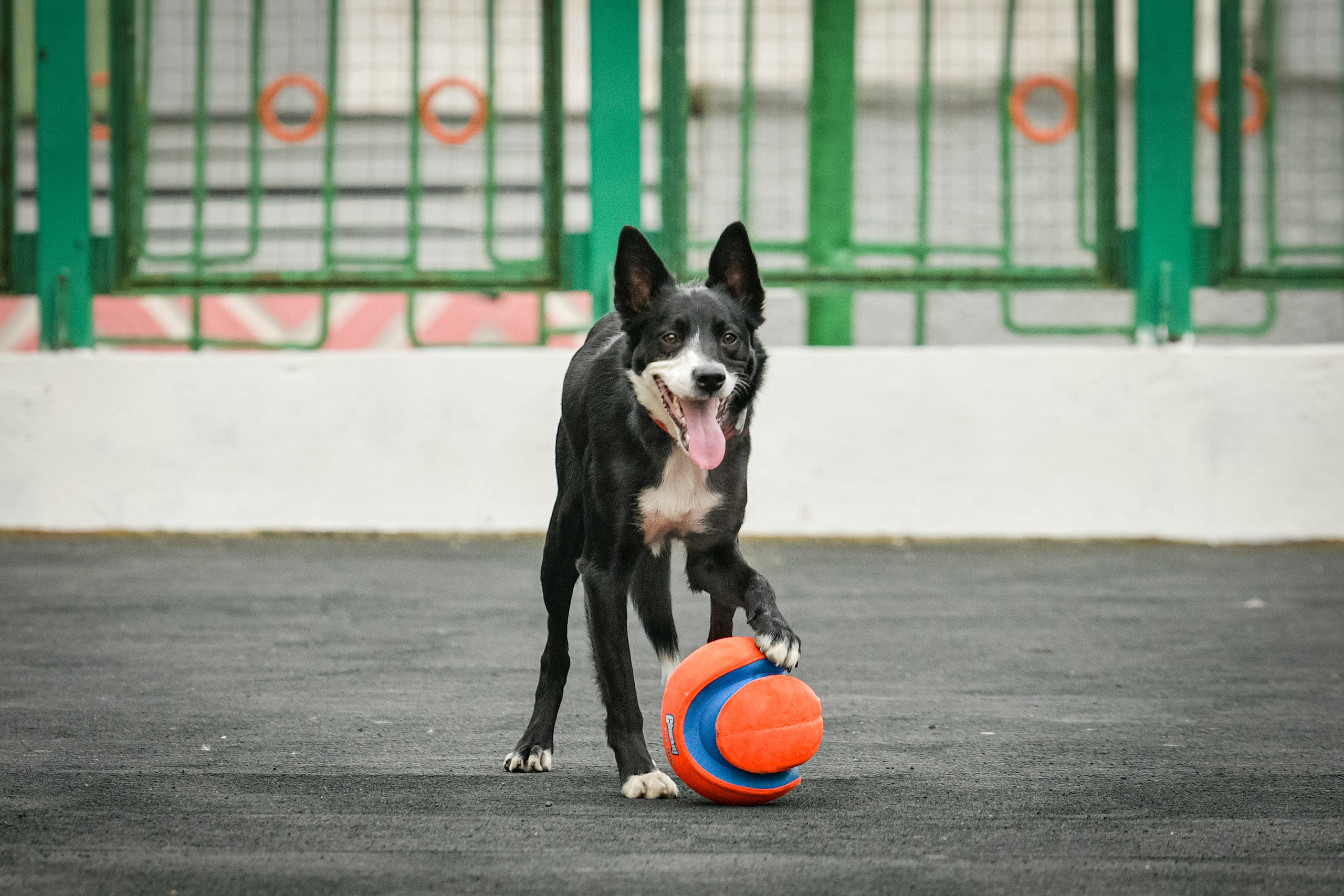 Бордер-колли Семён. Свой взгляд через объектив