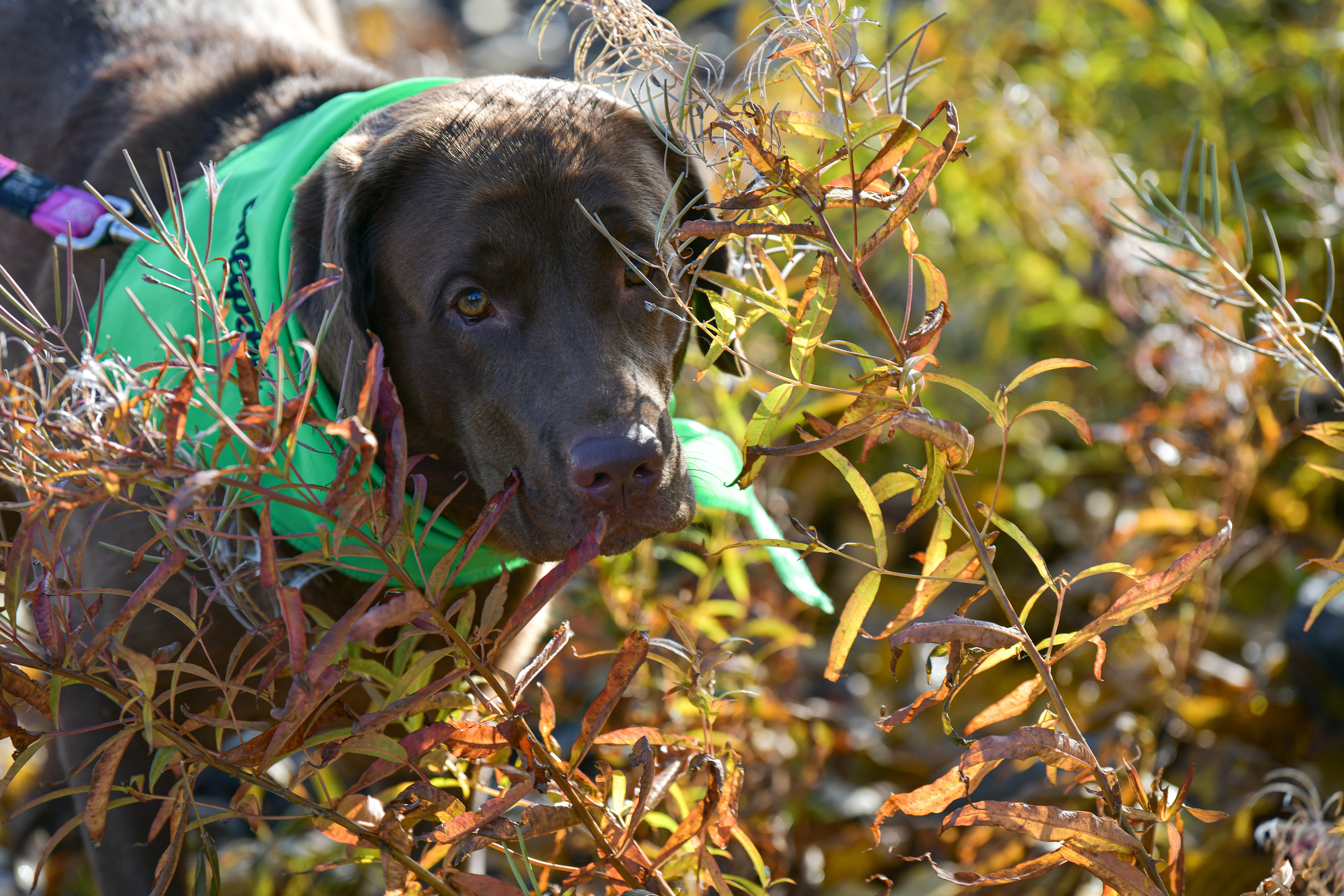 Ноузворк 17 сентября 2023. Свой взгляд через объектив