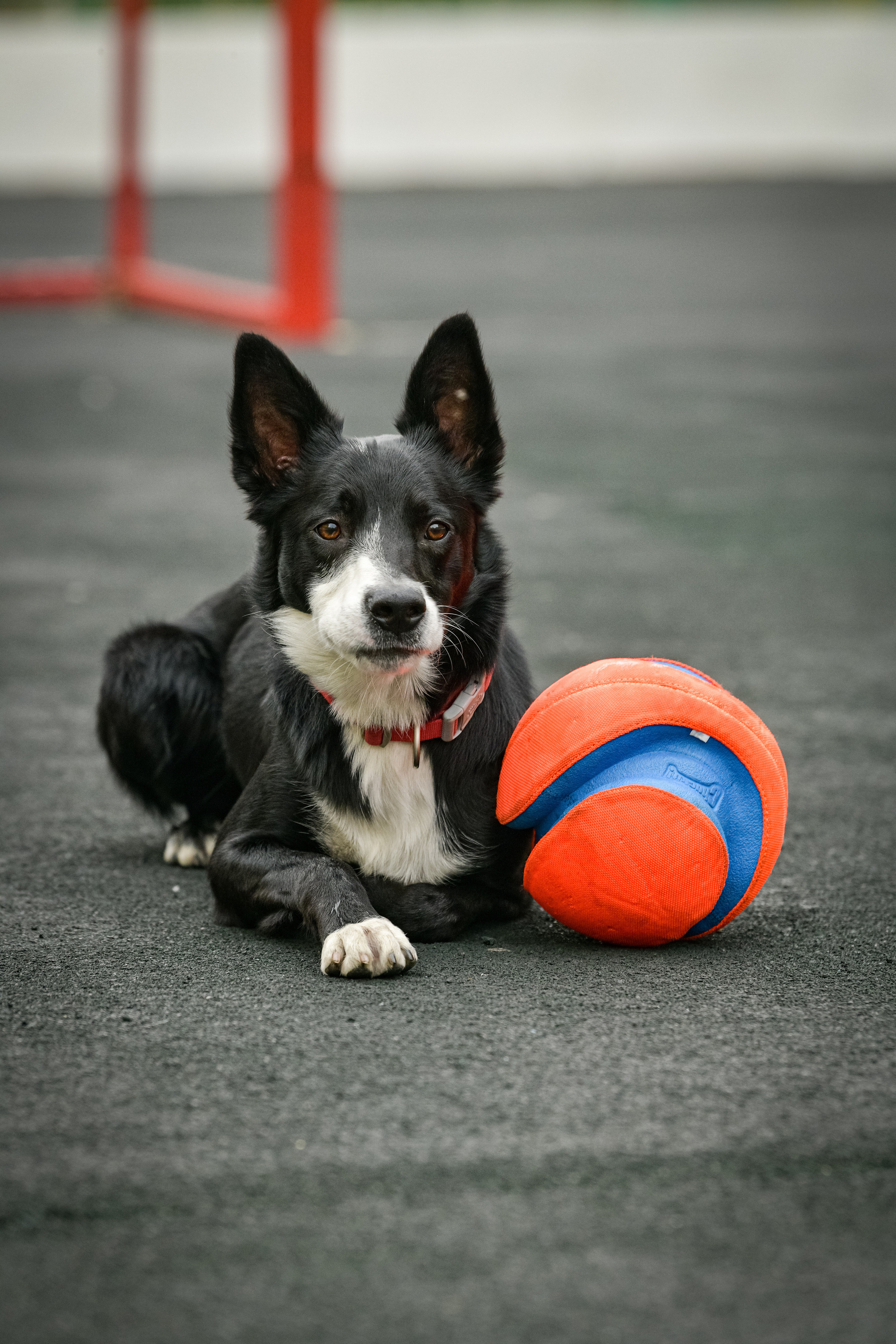 Бордер-колли Семён. Свой взгляд через объектив