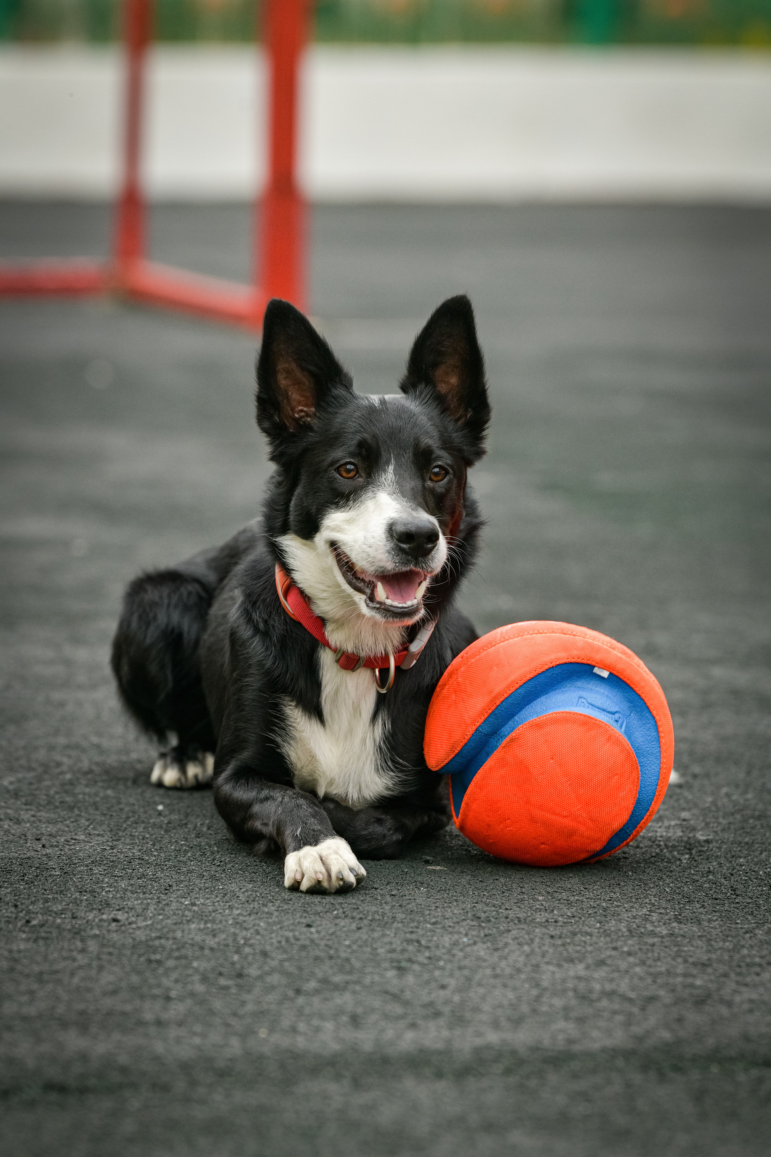 Бордер-колли Семён. Свой взгляд через объектив
