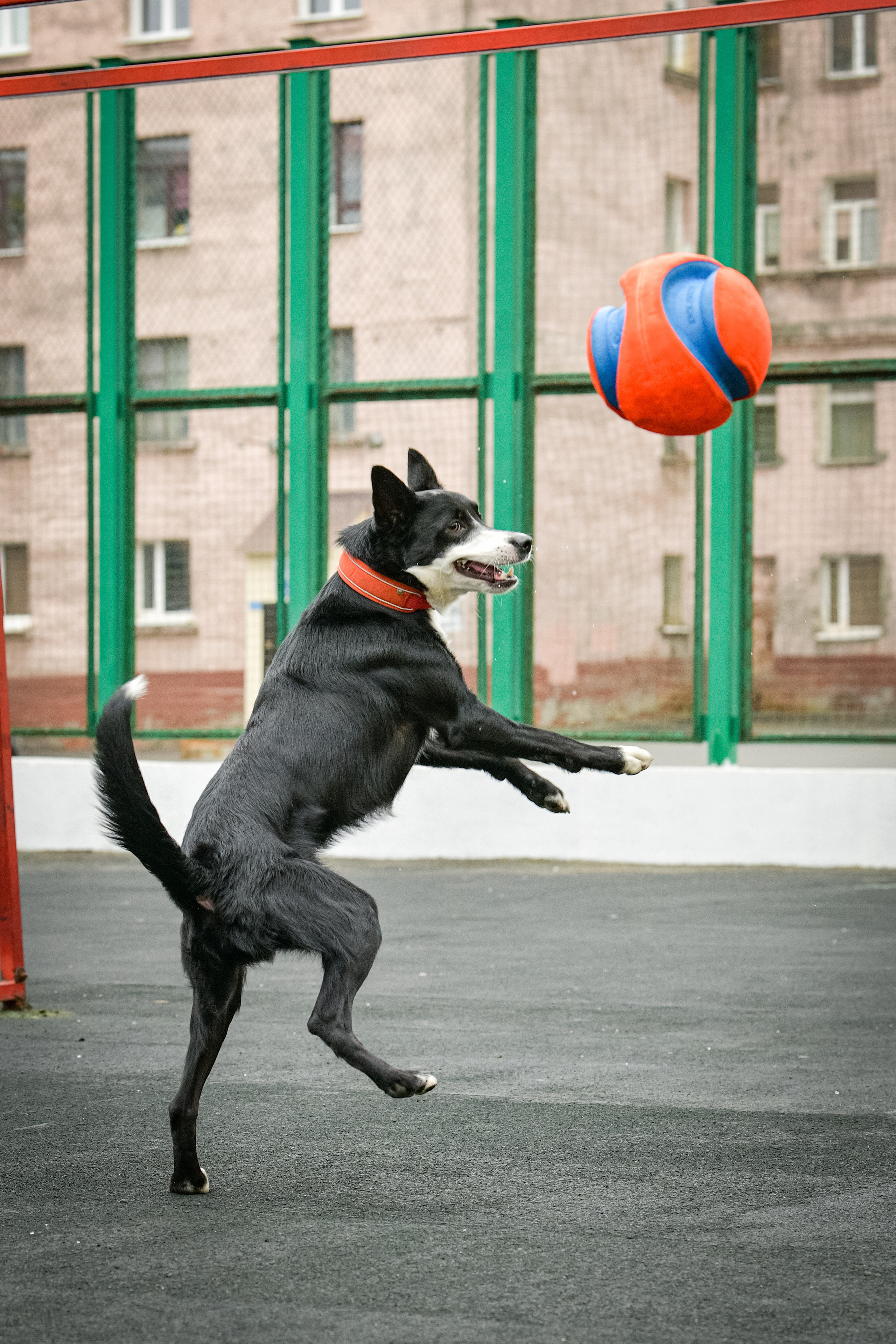 Бордер-колли Семён. Свой взгляд через объектив