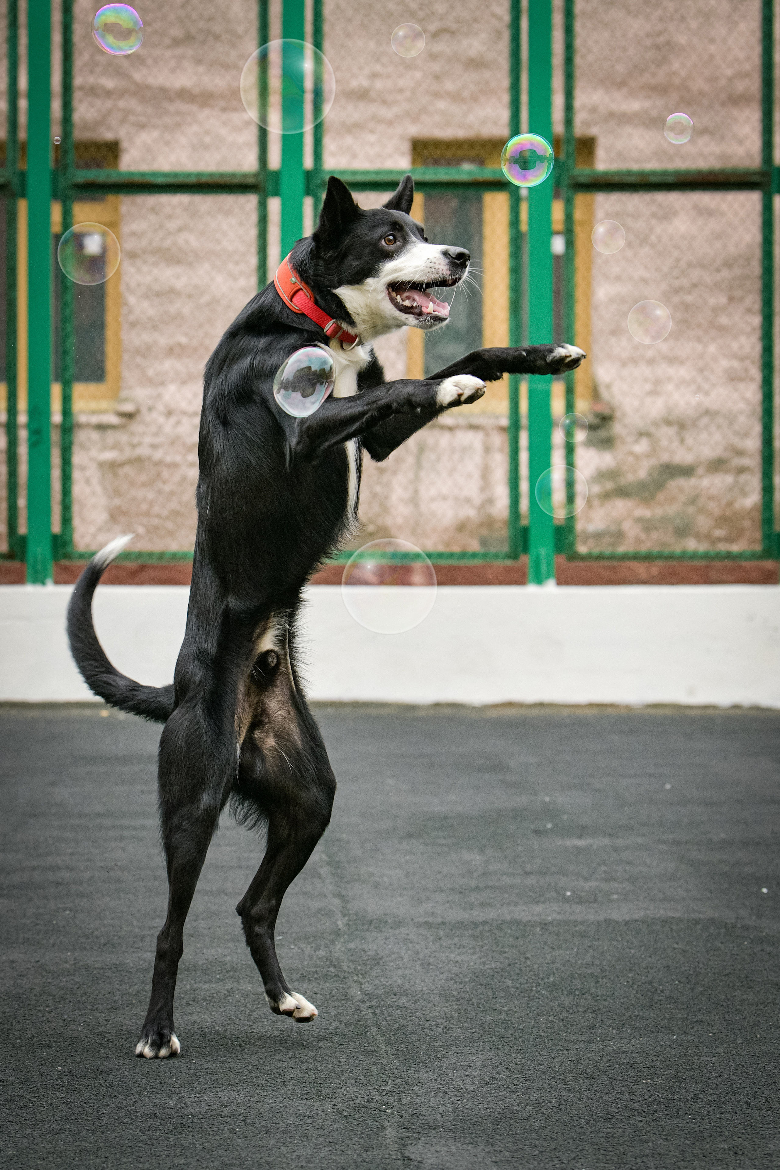Бордер-колли Семён. Свой взгляд через объектив