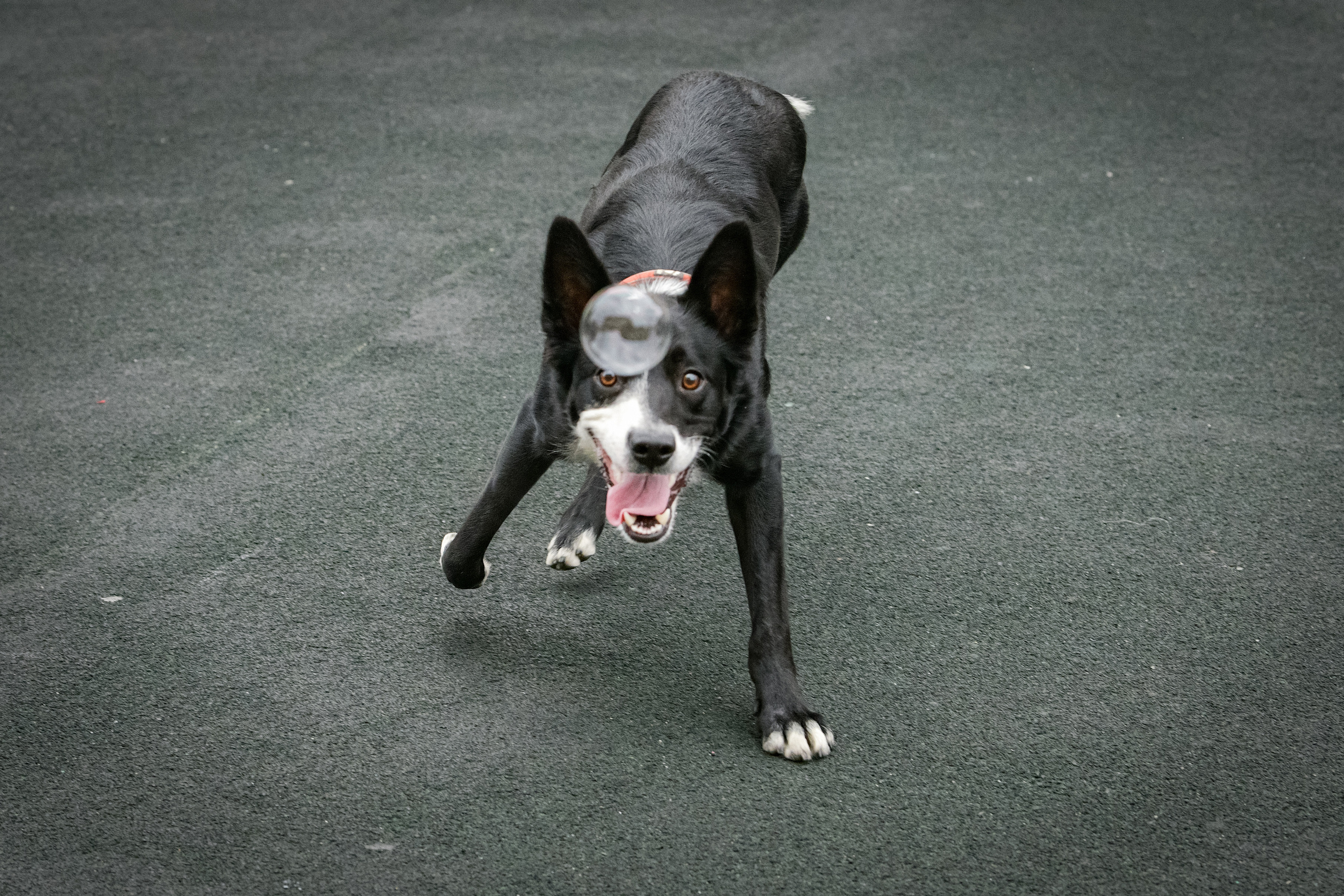 Бордер-колли Семён. Свой взгляд через объектив