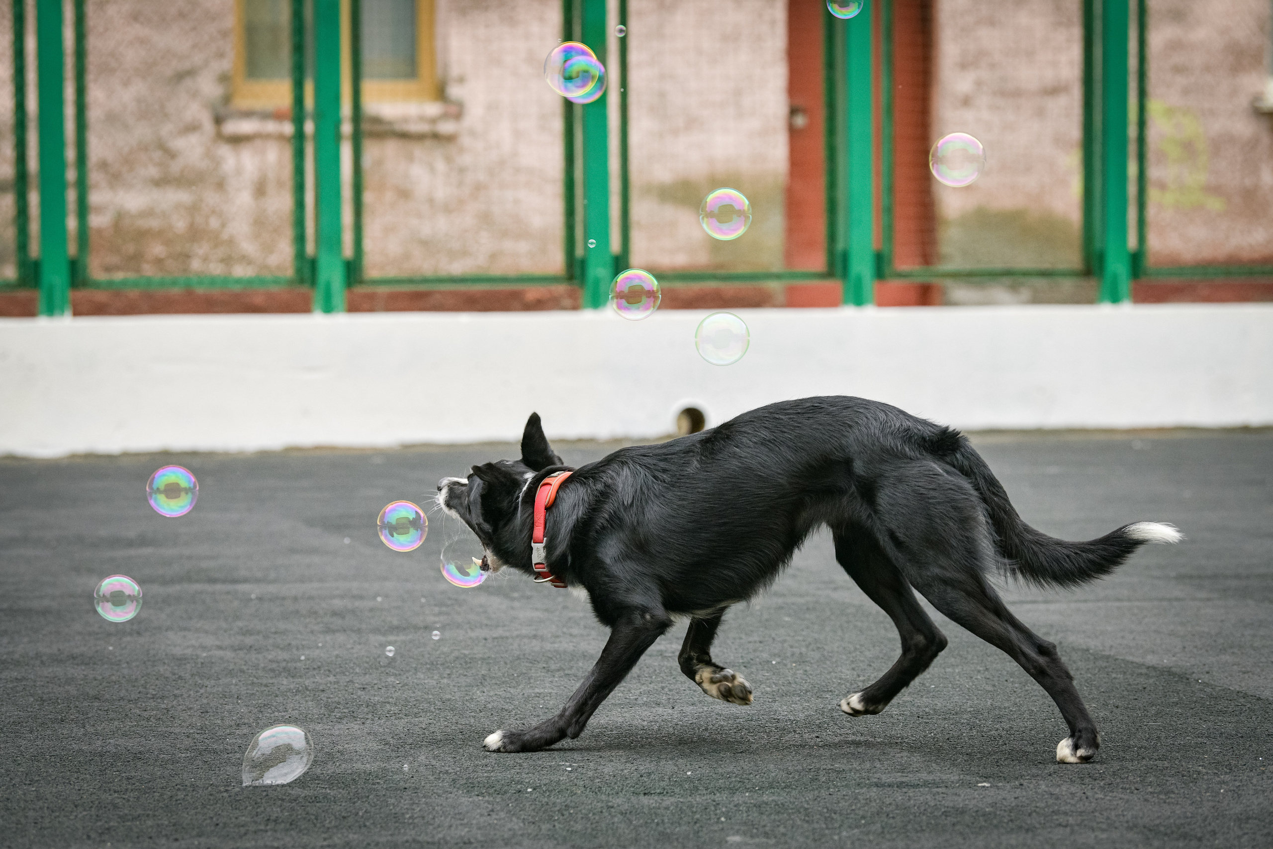 Бордер-колли Семён. Свой взгляд через объектив