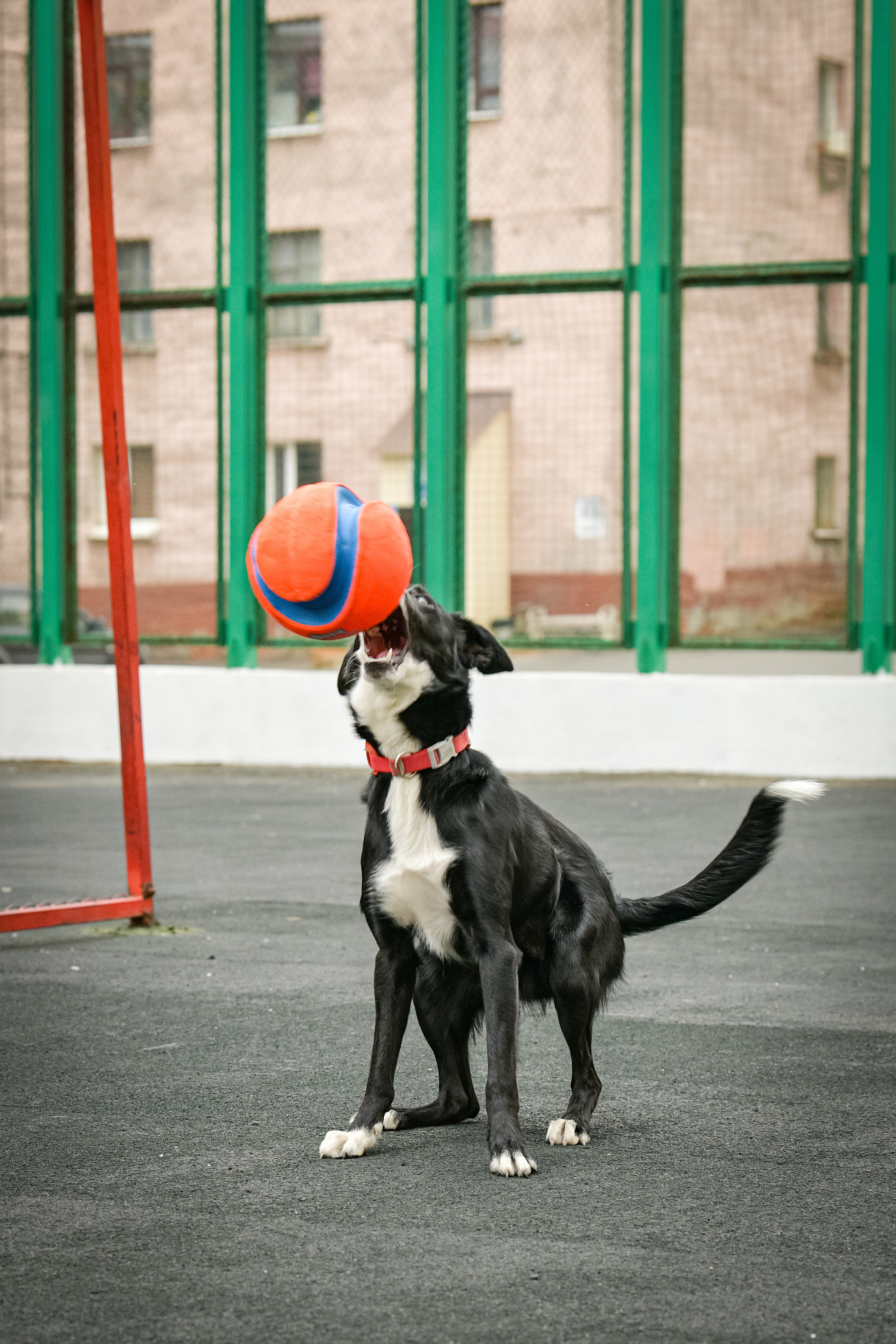 Бордер-колли Семён. Свой взгляд через объектив