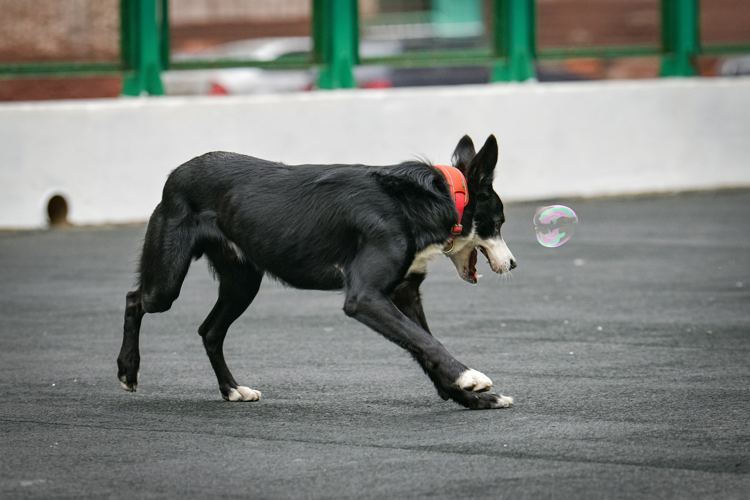 Бордер-колли Семён. Свой взгляд через объектив