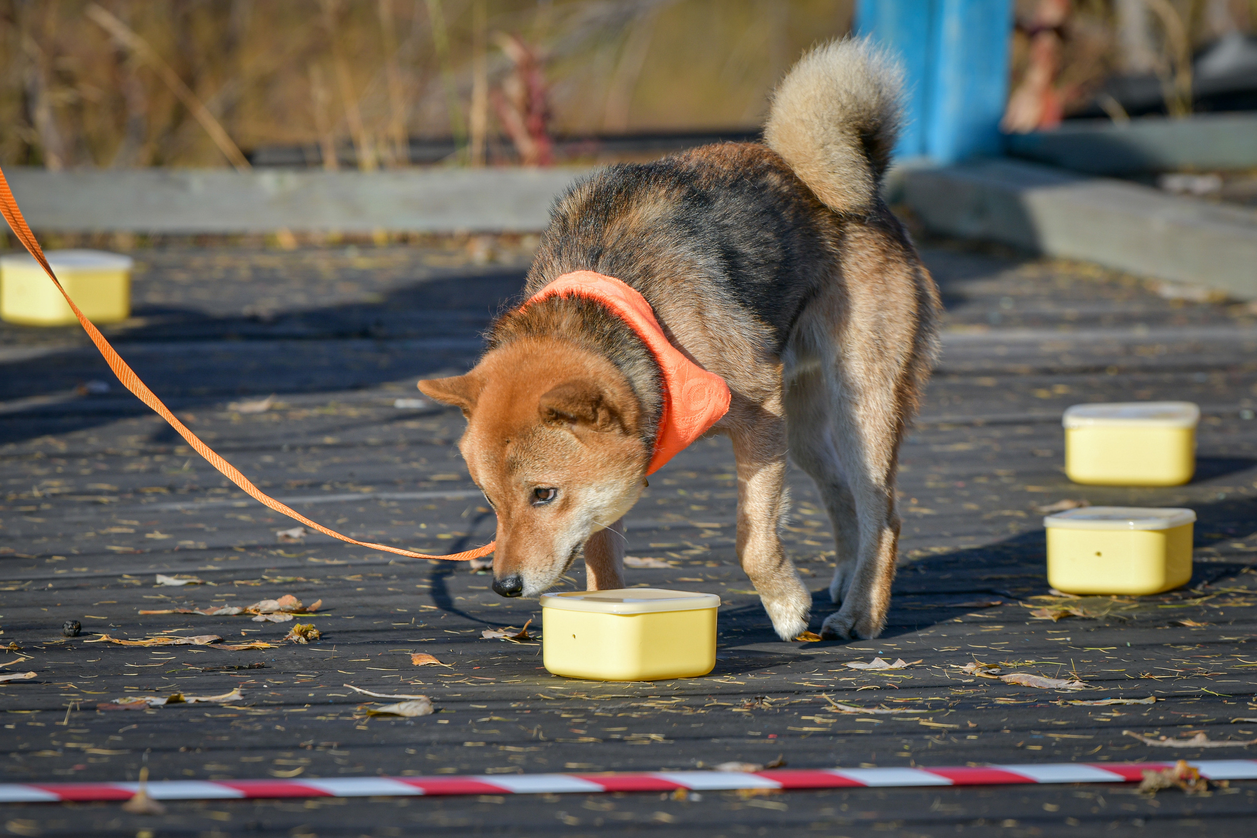 Ноузворк 17 сентября 2023. Свой взгляд через объектив
