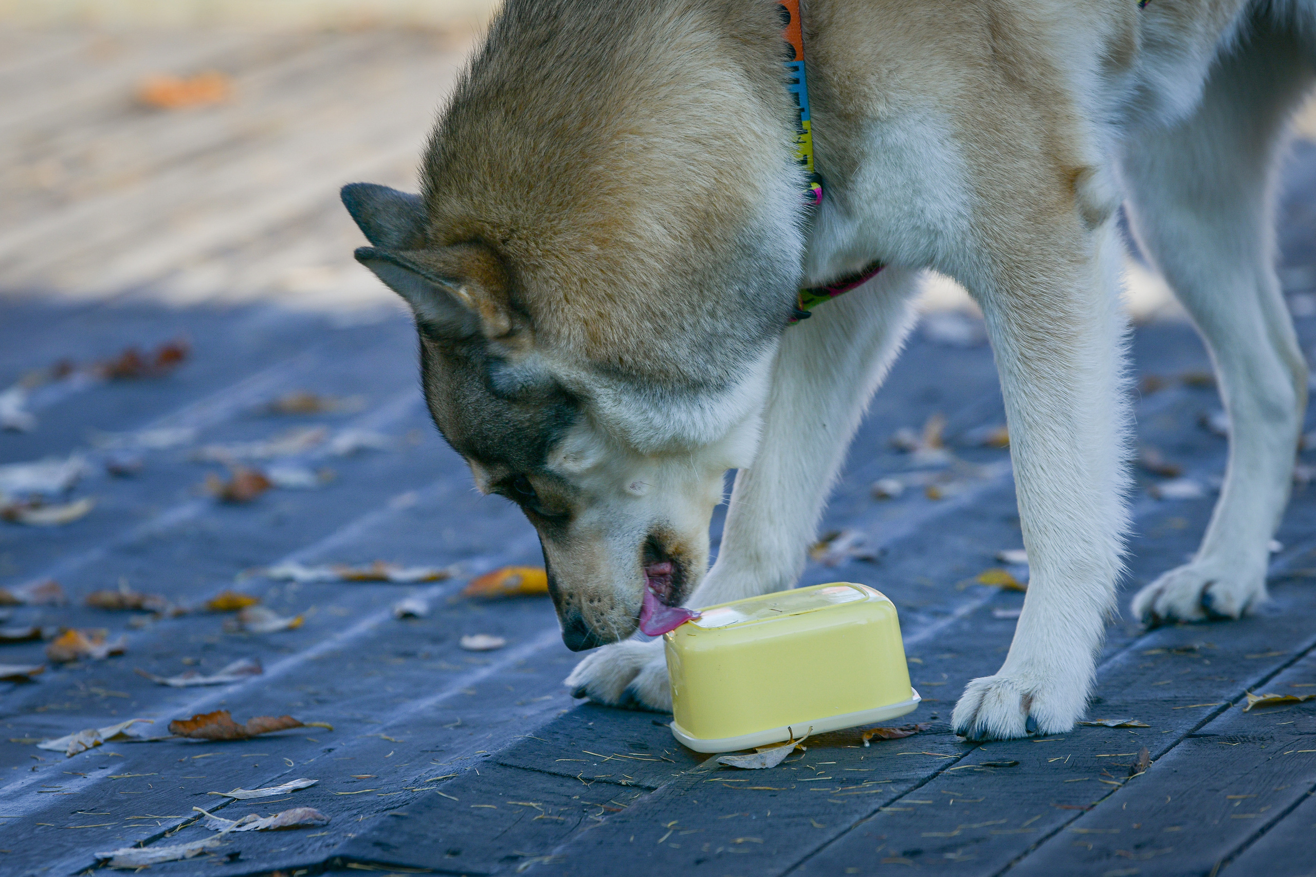 Ноузворк 17 сентября 2023. Свой взгляд через объектив
