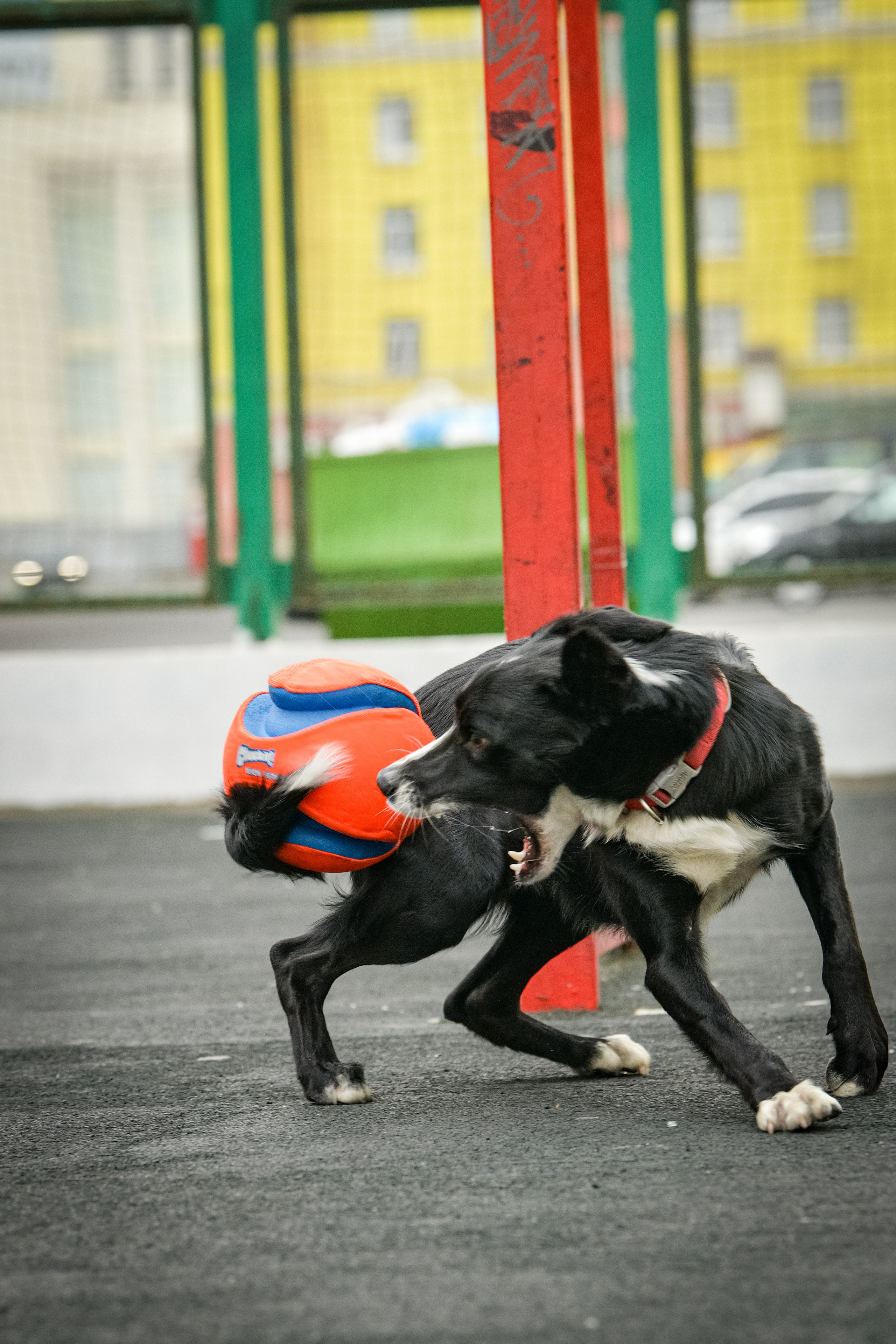Бордер-колли Семён. Свой взгляд через объектив