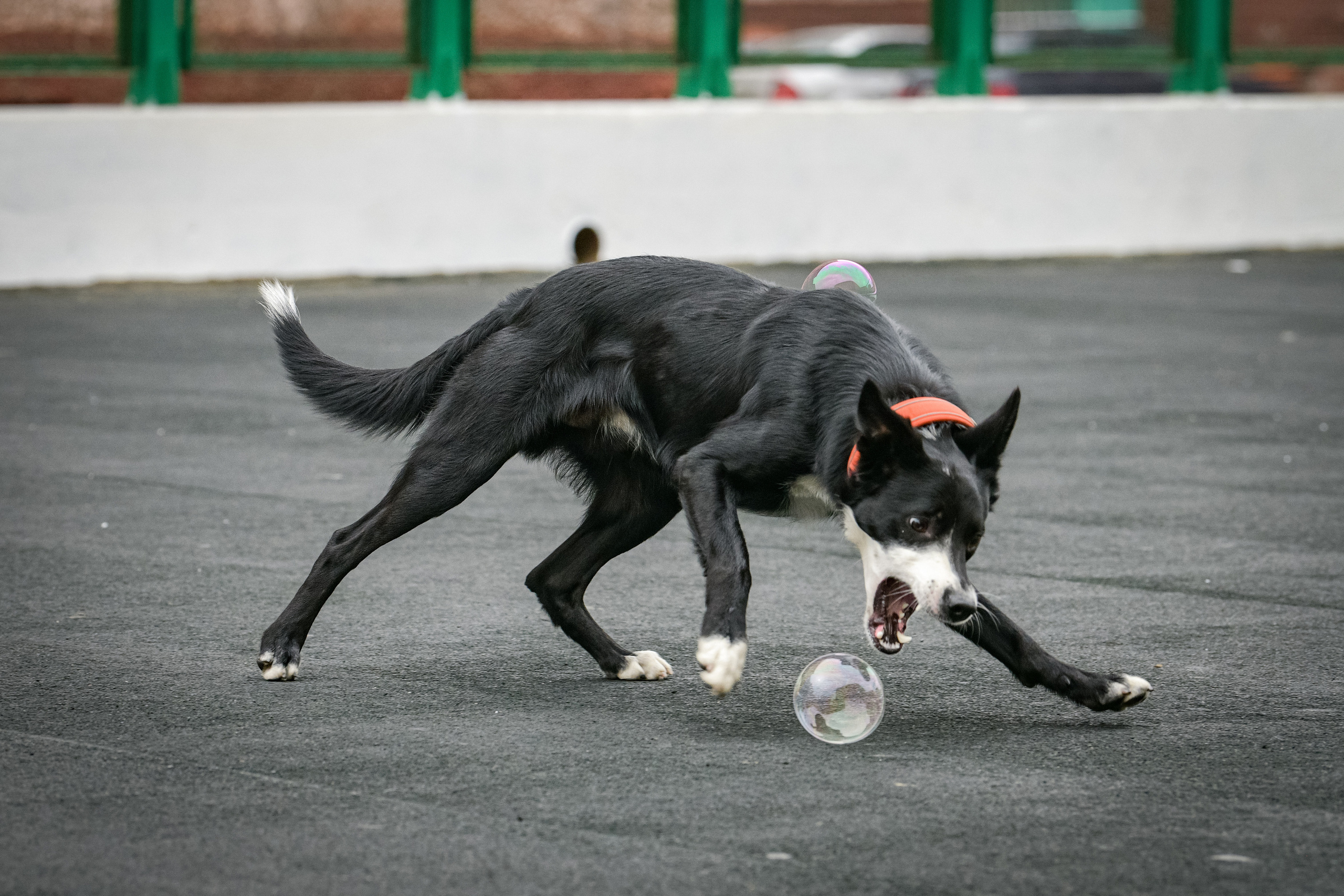 Бордер-колли Семён. Свой взгляд через объектив