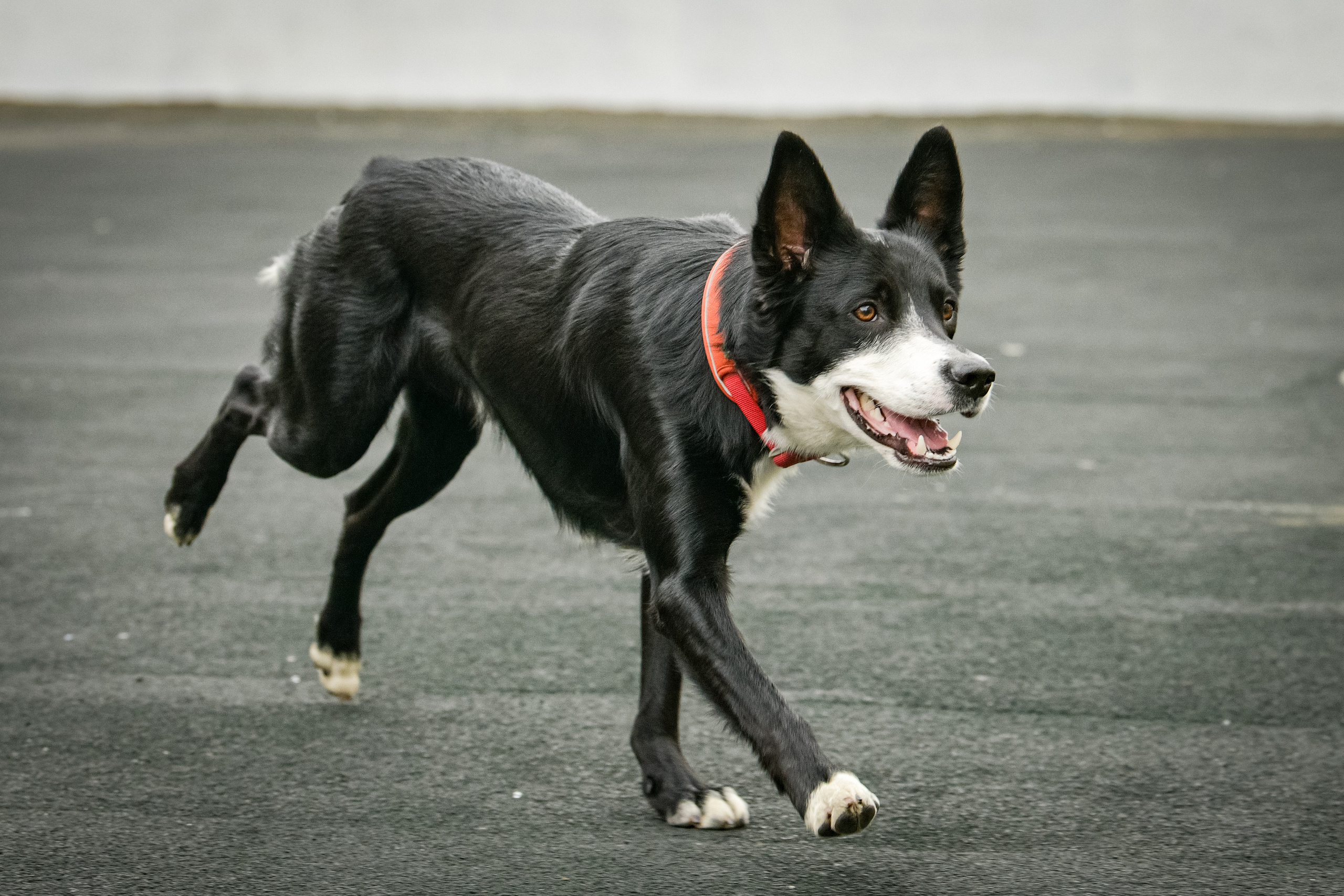 Бордер-колли Семён. Свой взгляд через объектив
