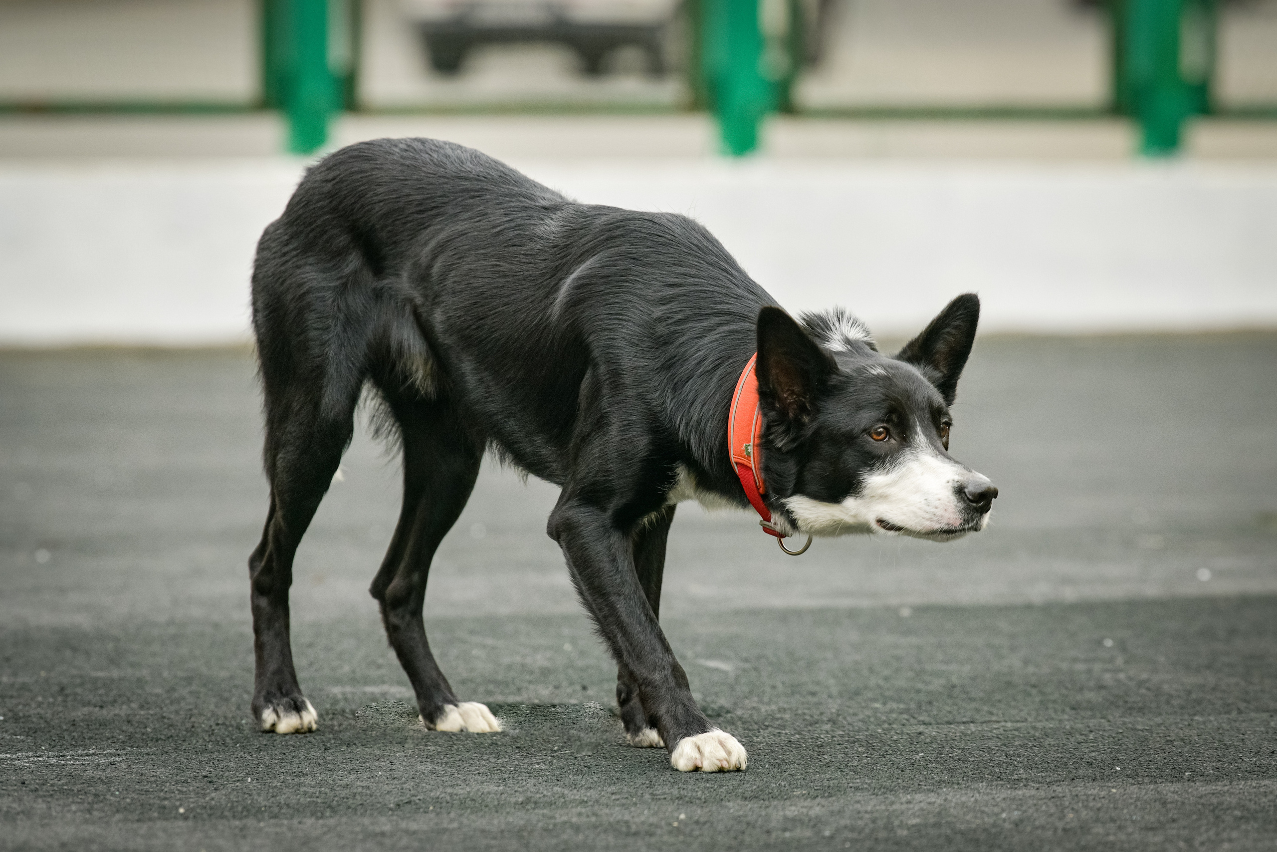 Бордер-колли Семён. Свой взгляд через объектив