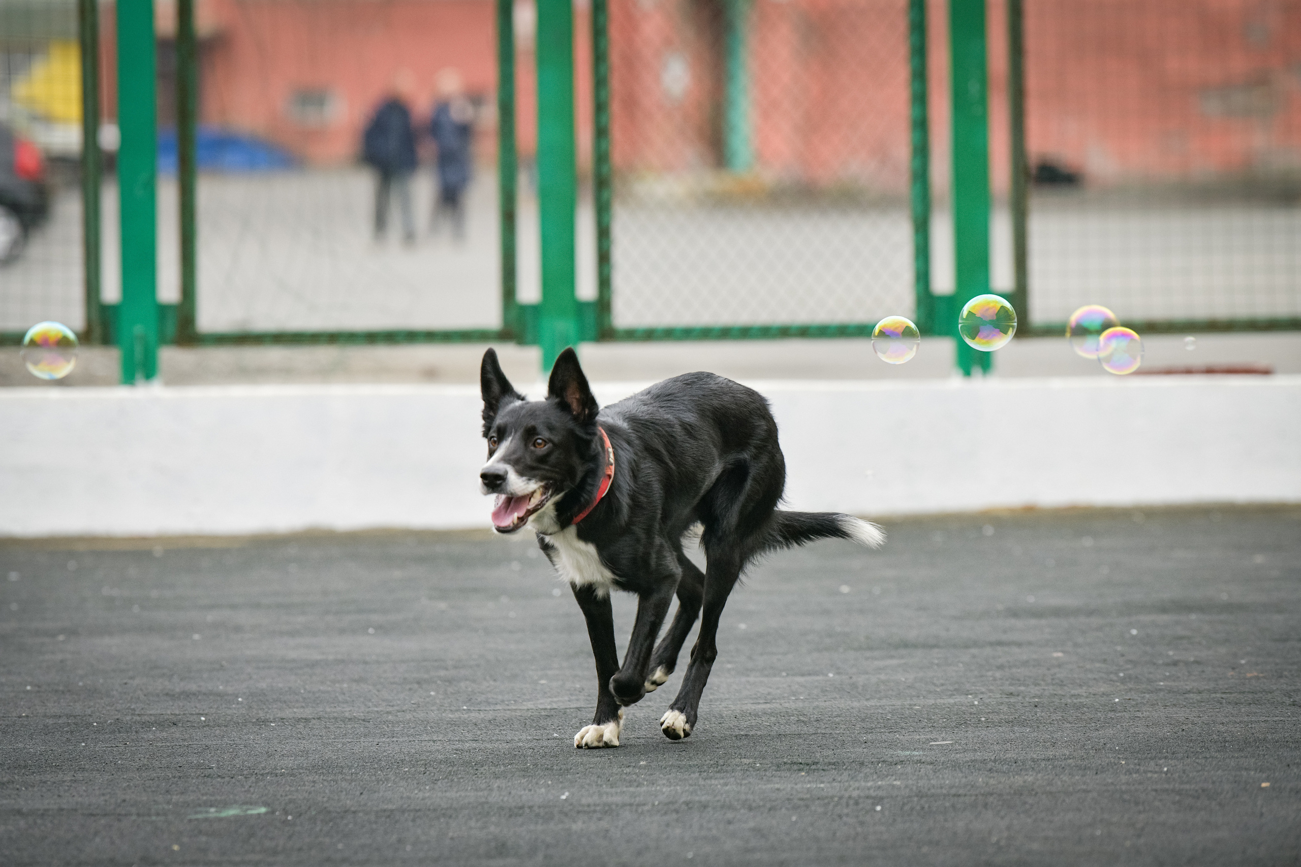 Бордер-колли Семён. Свой взгляд через объектив