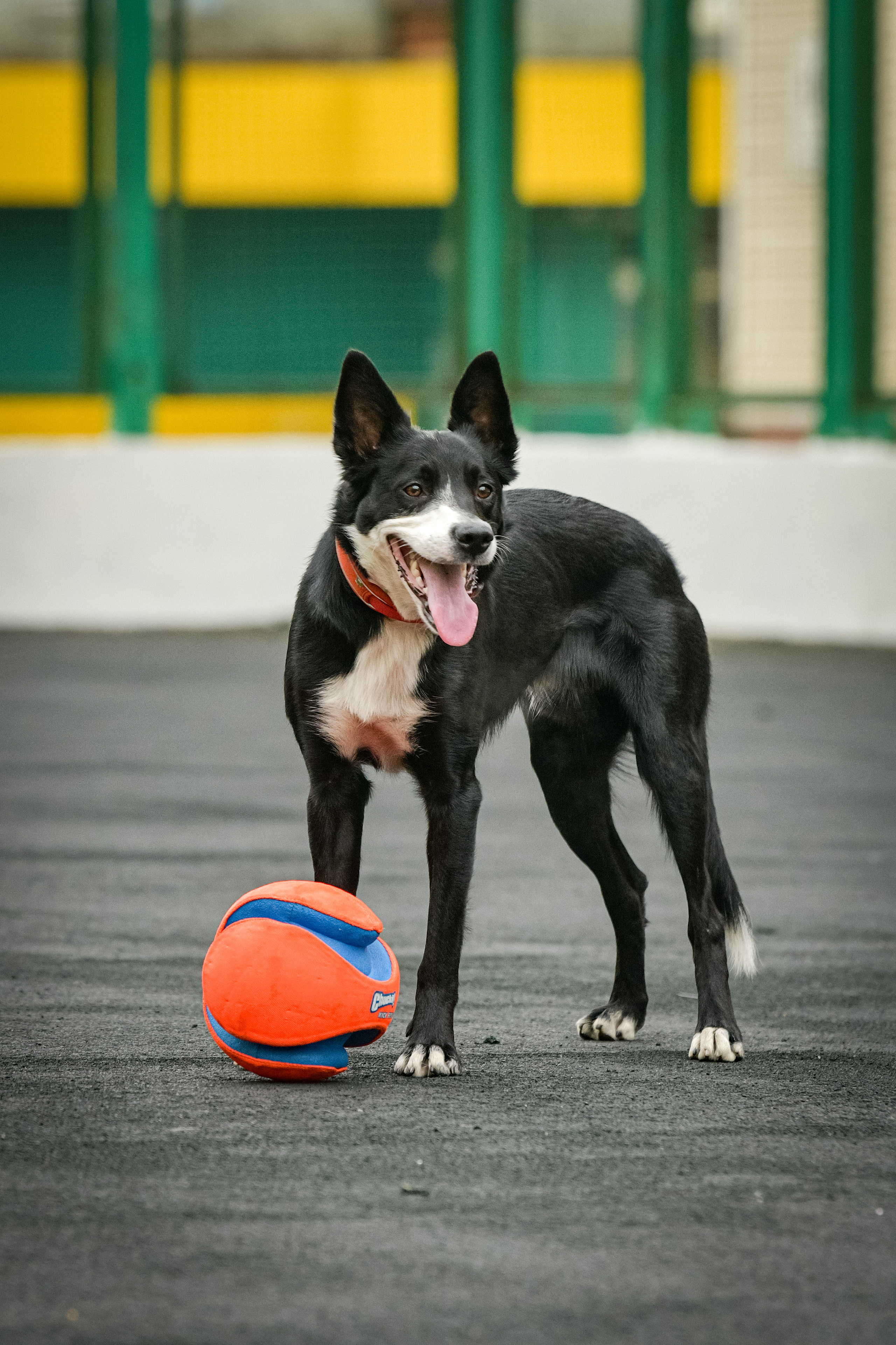 Бордер-колли Семён. Свой взгляд через объектив