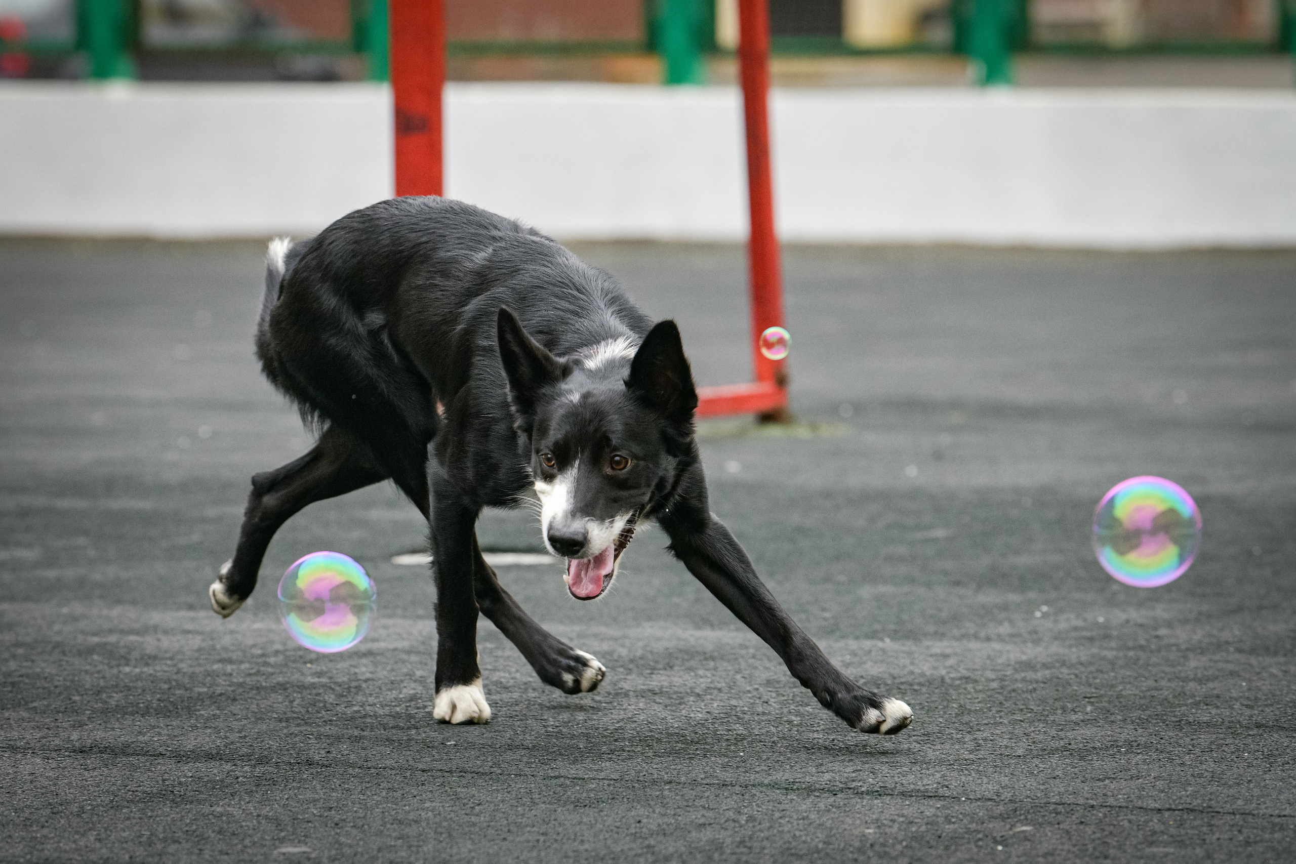 Бордер-колли Семён. Свой взгляд через объектив