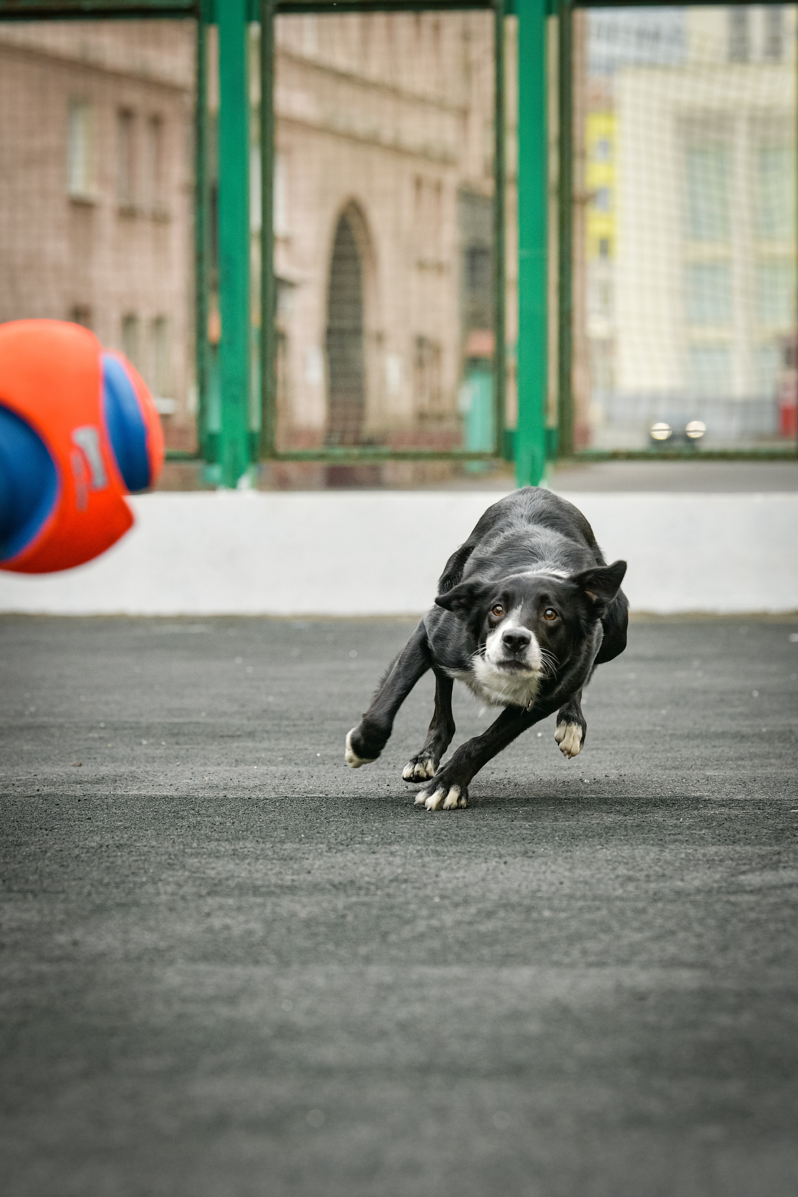 Бордер-колли Семён. Свой взгляд через объектив