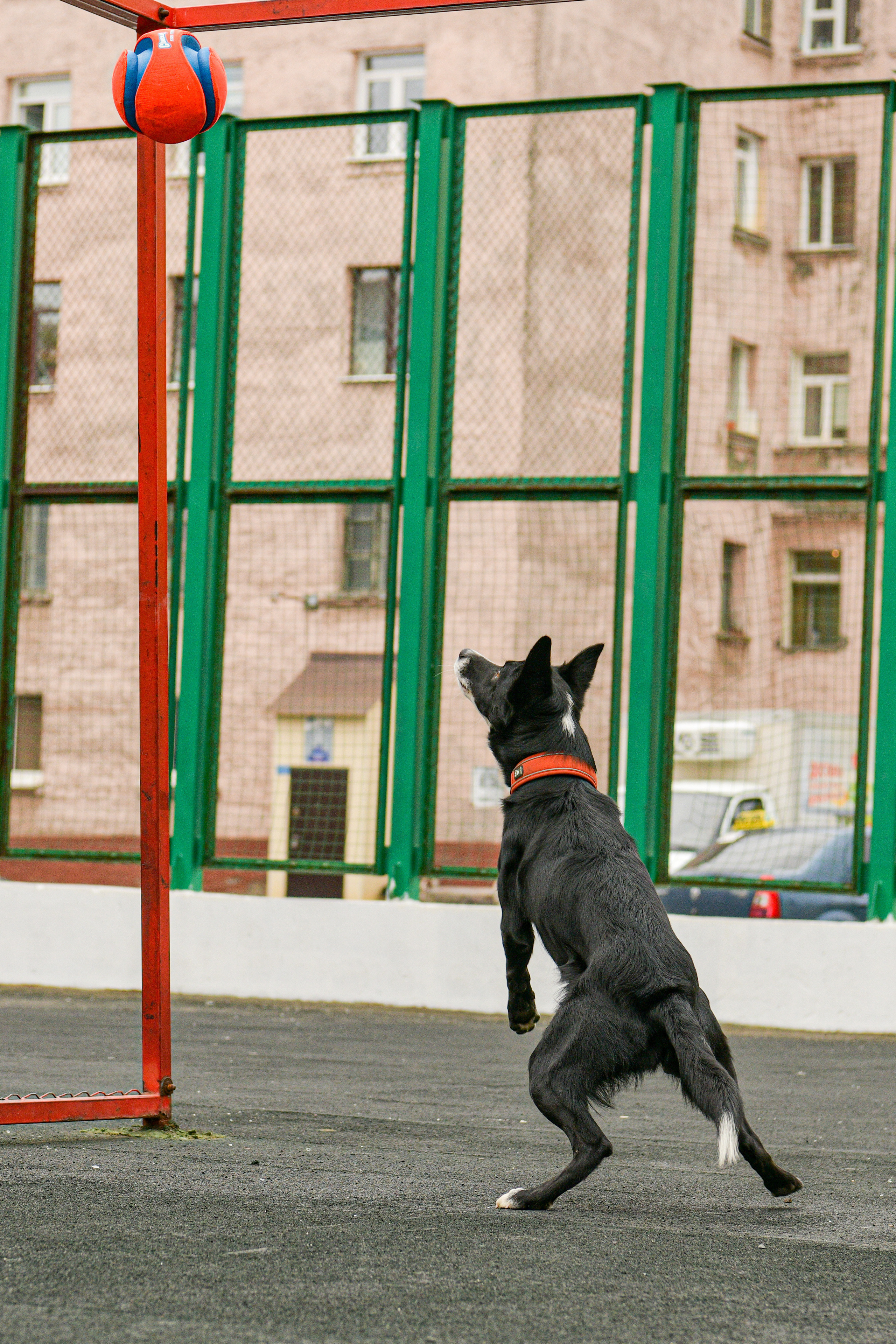 Бордер-колли Семён. Свой взгляд через объектив