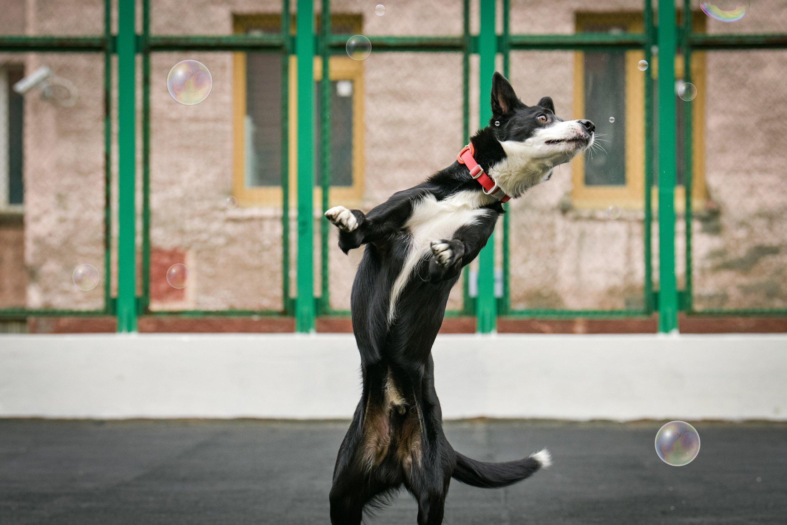 Бордер-колли Семён. Свой взгляд через объектив