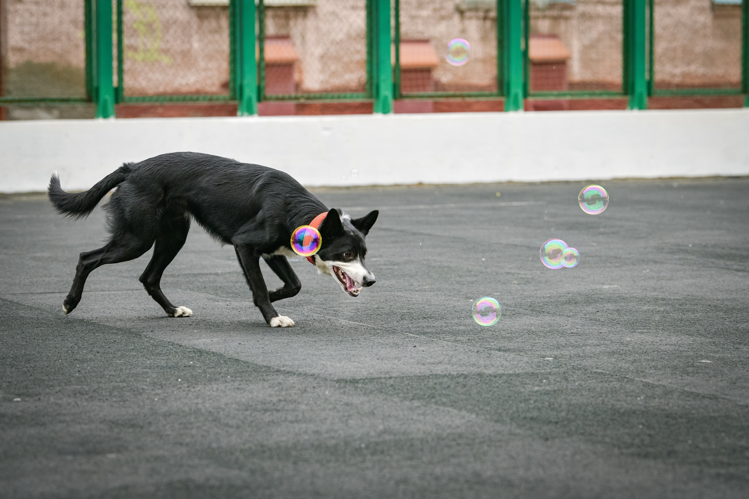 Бордер-колли Семён. Свой взгляд через объектив
