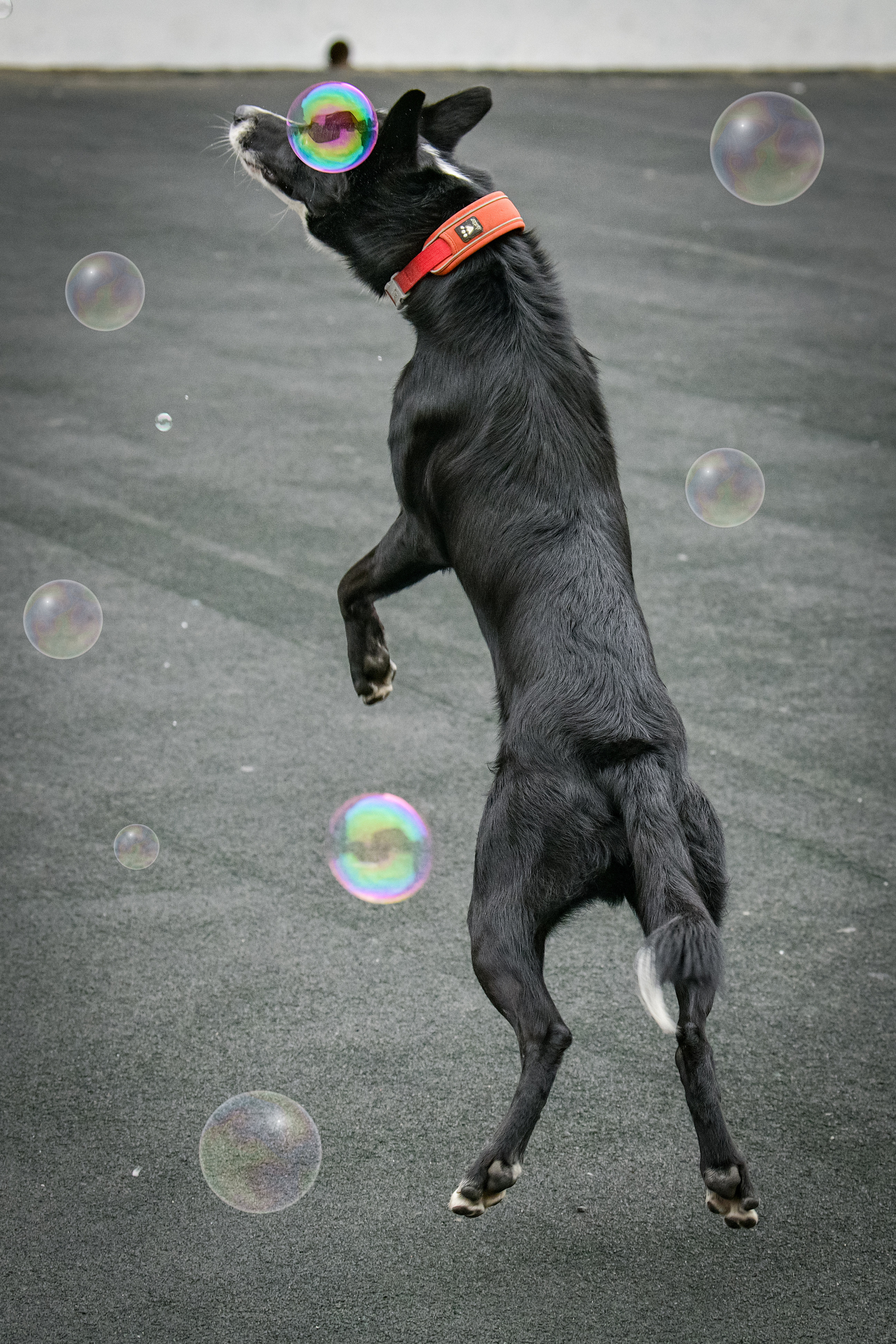 Бордер-колли Семён. Свой взгляд через объектив