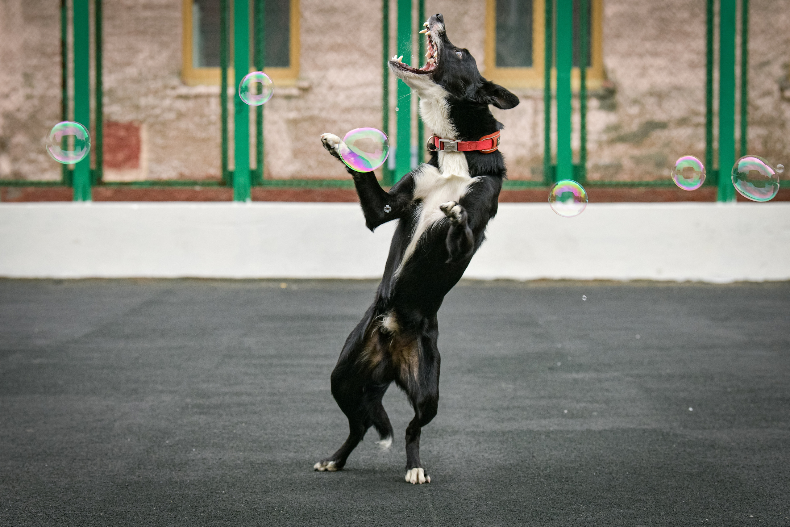 Бордер-колли Семён. Свой взгляд через объектив