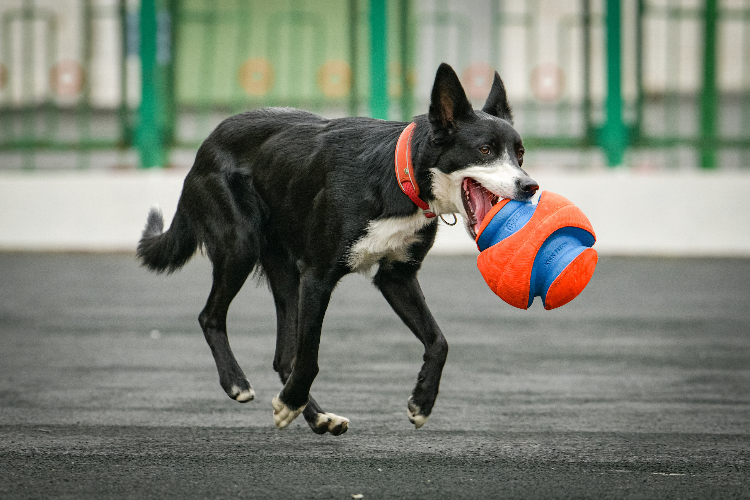 Бордер-колли Семён. Свой взгляд через объектив