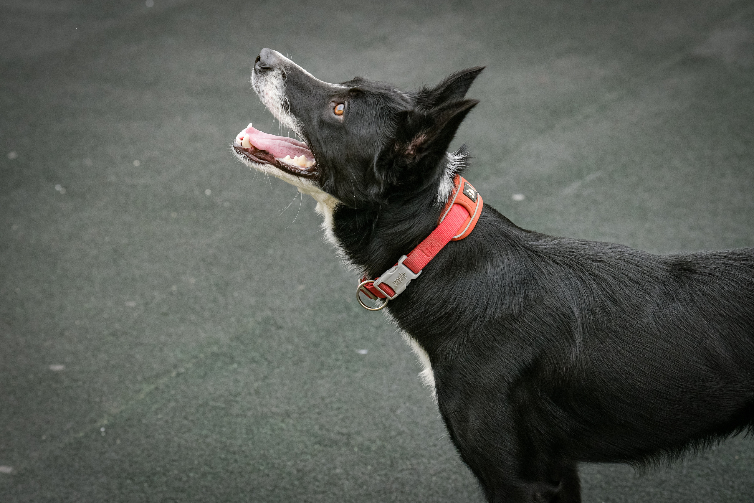 Бордер-колли Семён. Свой взгляд через объектив