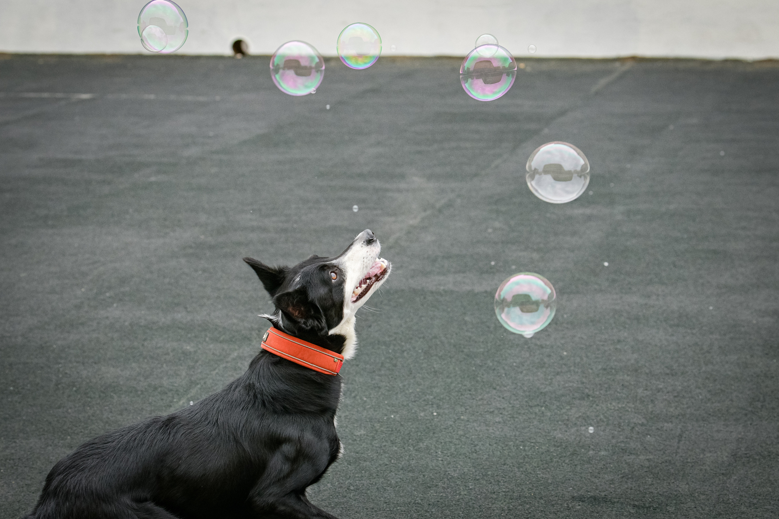 Бордер-колли Семён. Свой взгляд через объектив