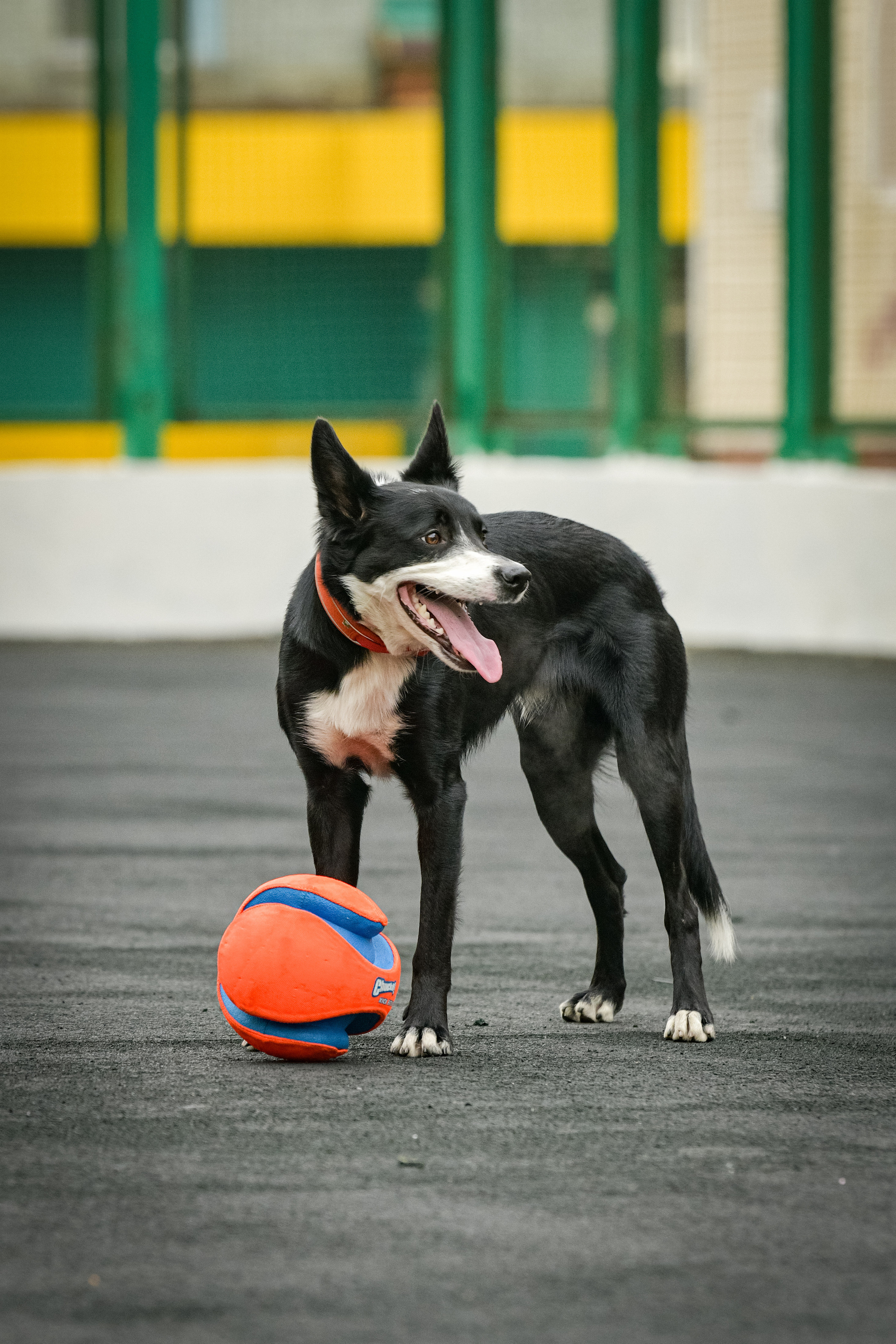 Бордер-колли Семён. Свой взгляд через объектив