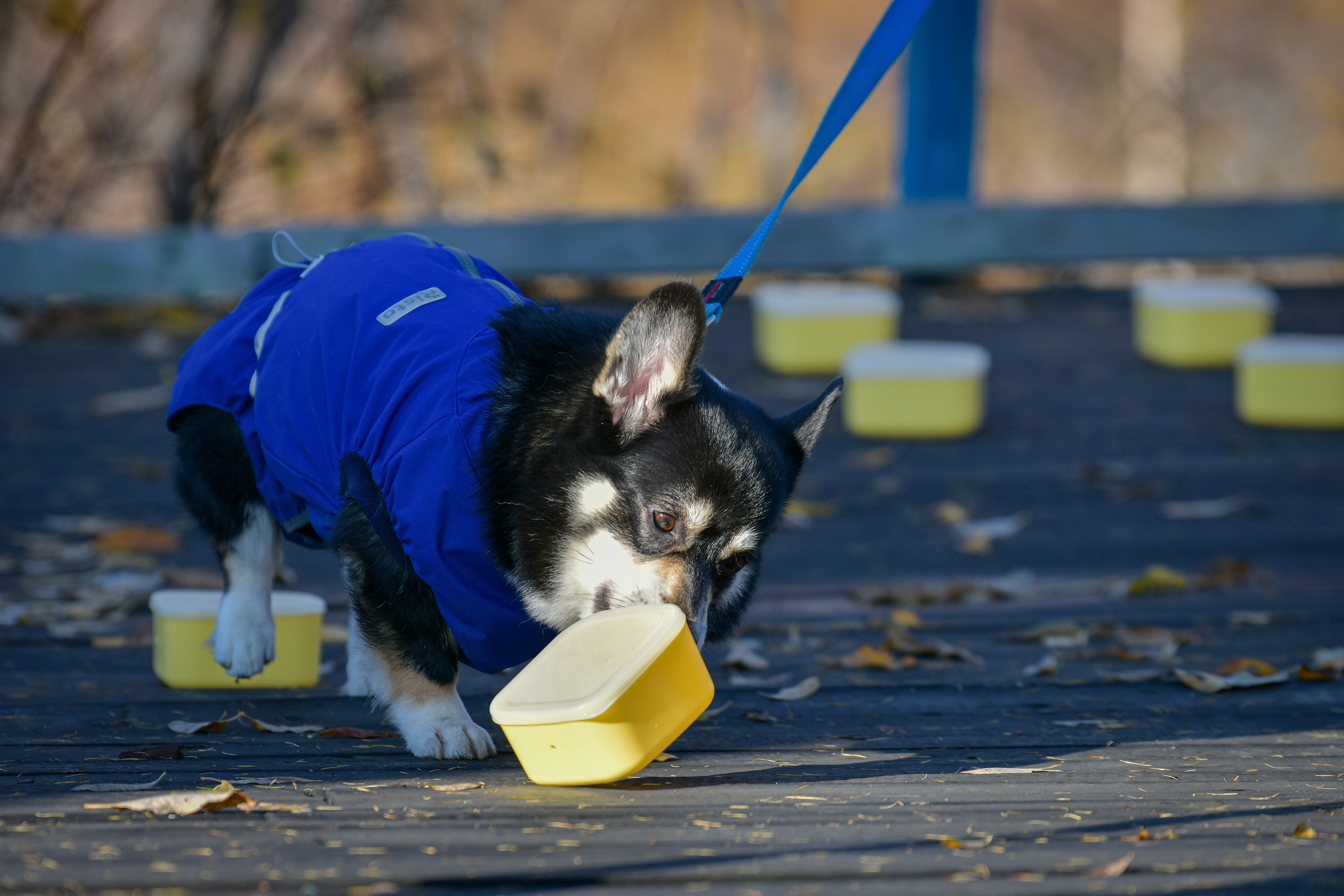 Ноузворк 17 сентября 2023. Свой взгляд через объектив