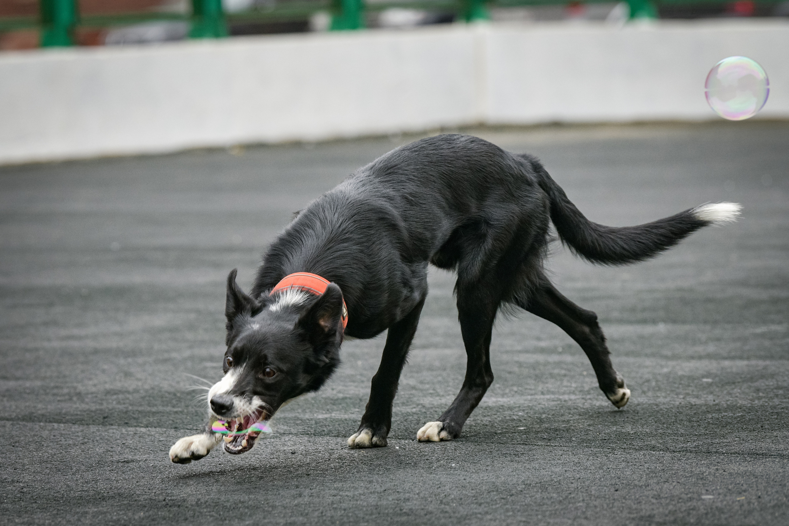 Бордер-колли Семён. Свой взгляд через объектив