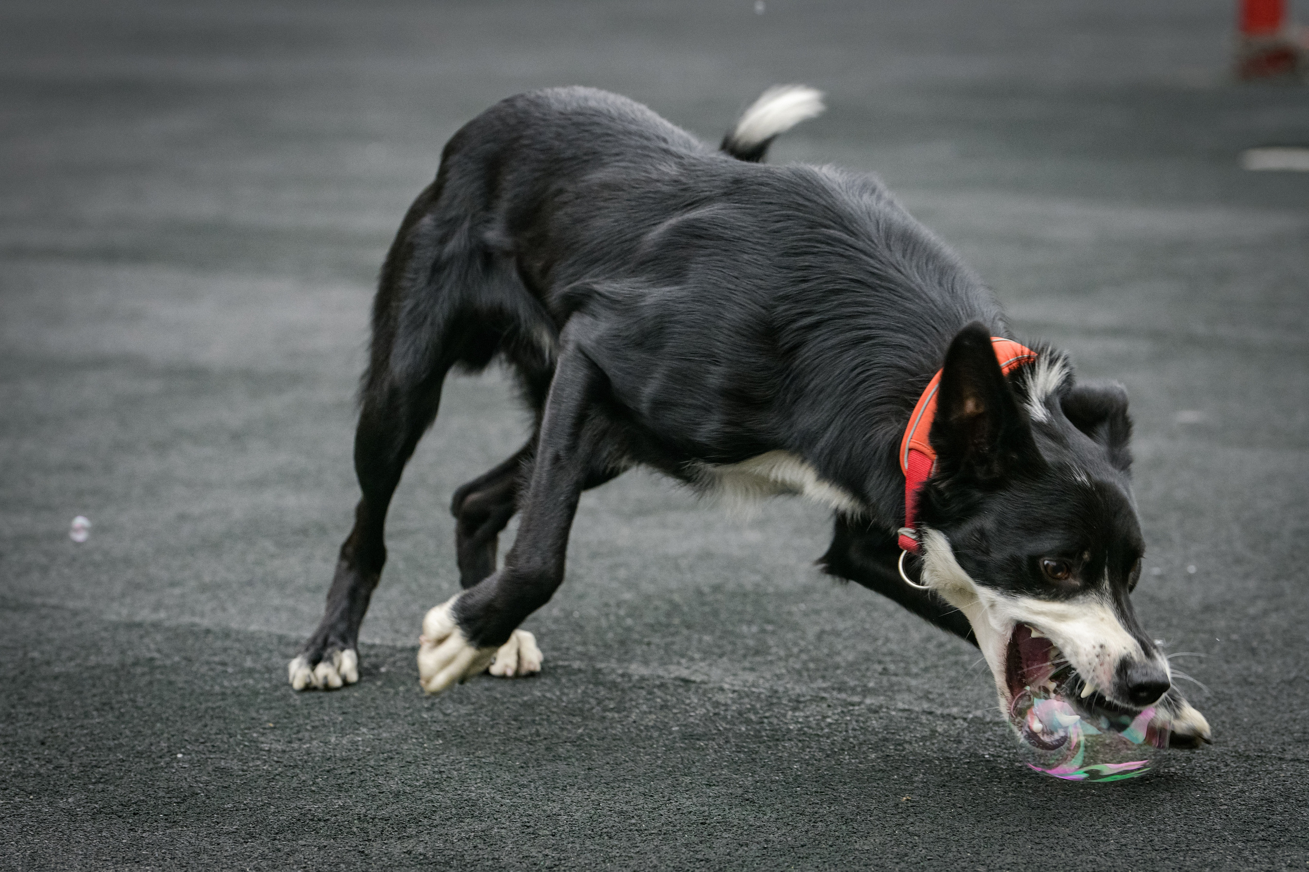 Бордер-колли Семён. Свой взгляд через объектив