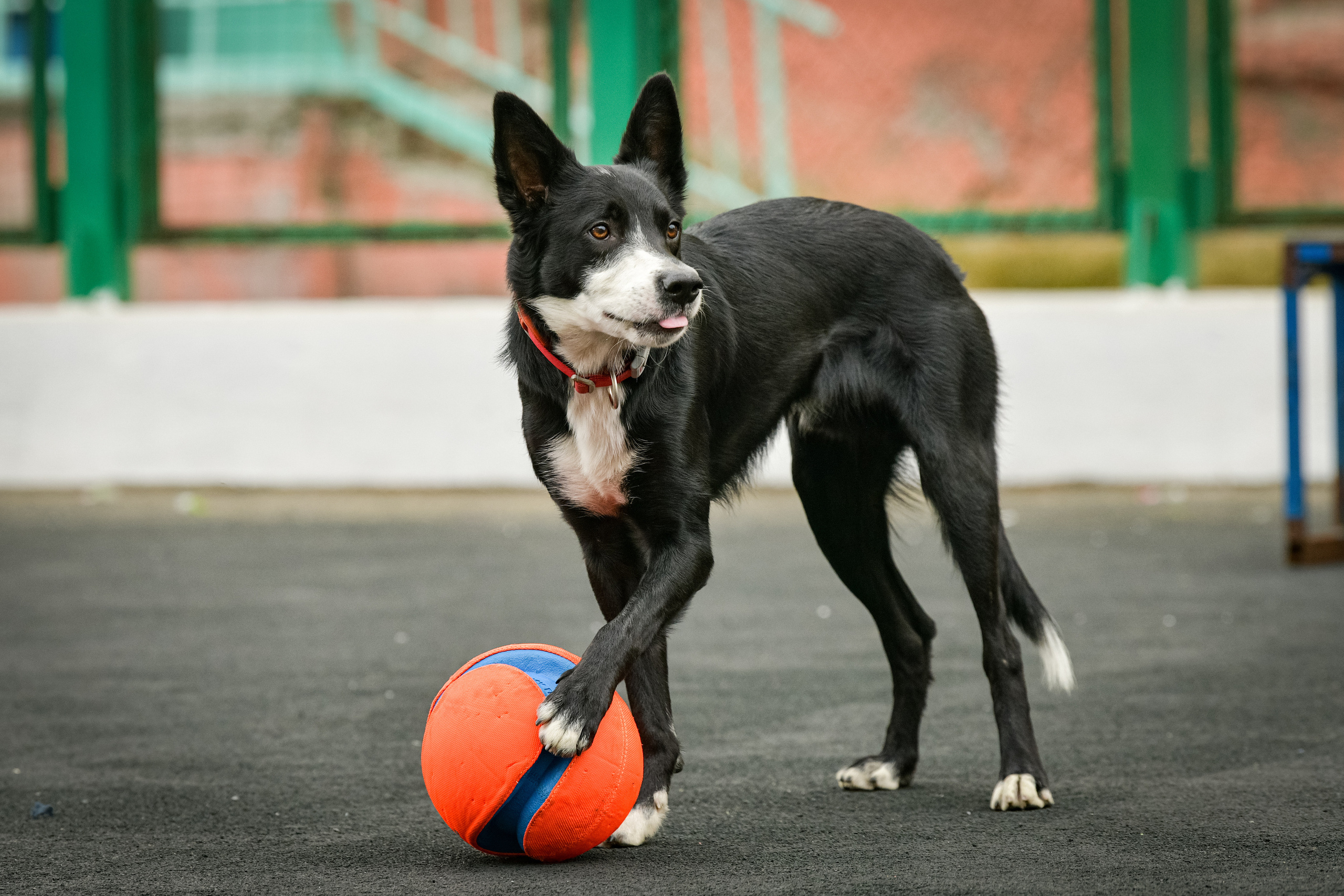 Бордер-колли Семён. Свой взгляд через объектив